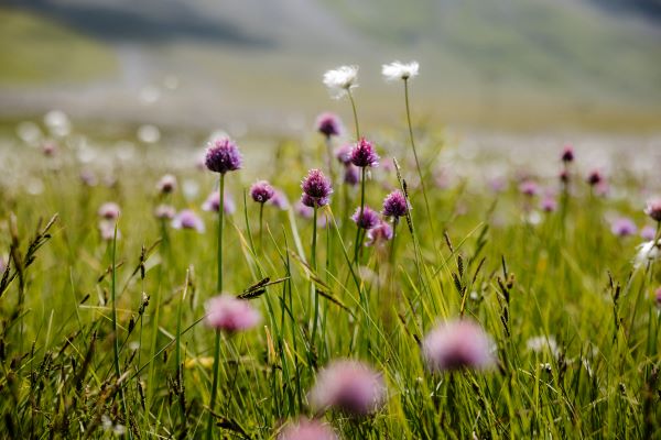 Cours sur les herbes alpines