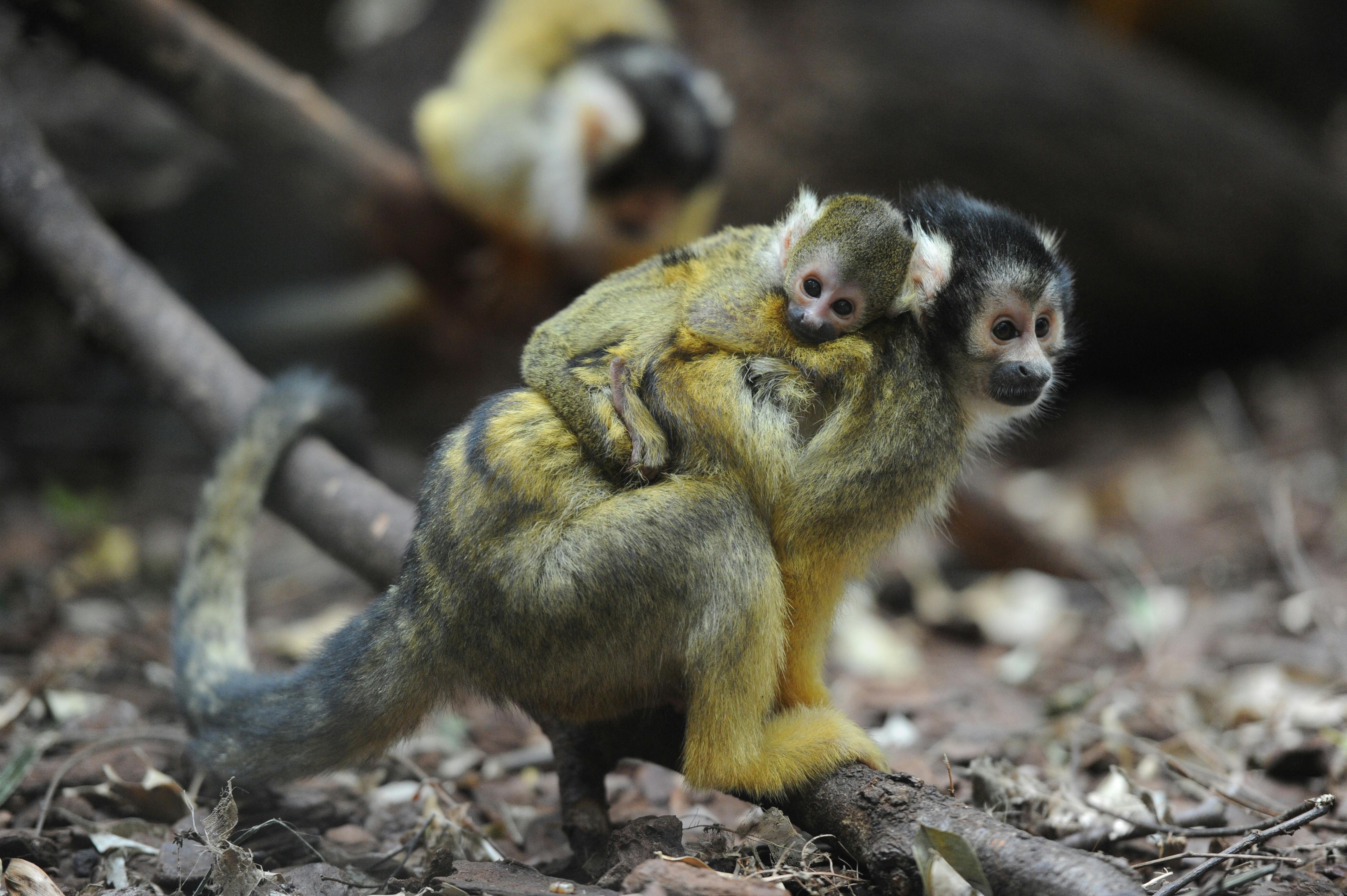 Gutscheine für einen Tag im Tierpark