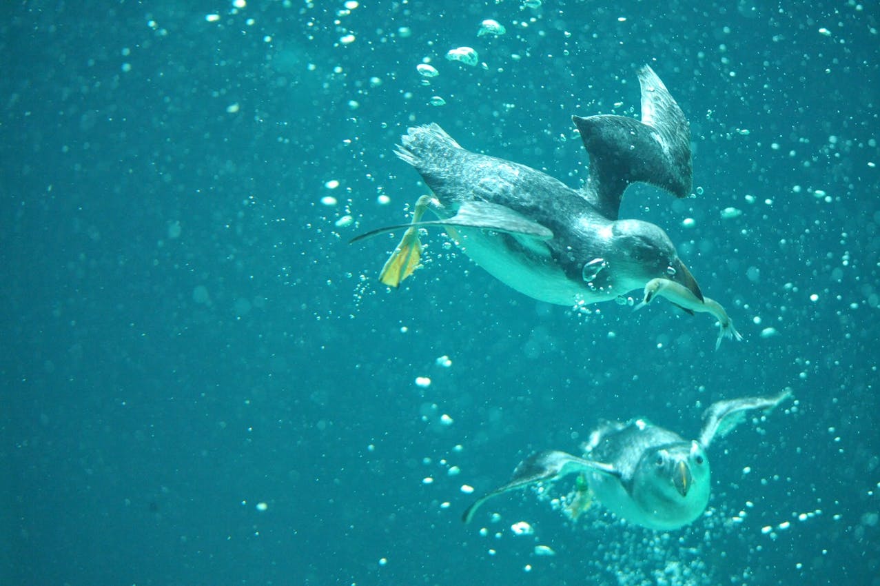 Bons pour une séance de nourrissage