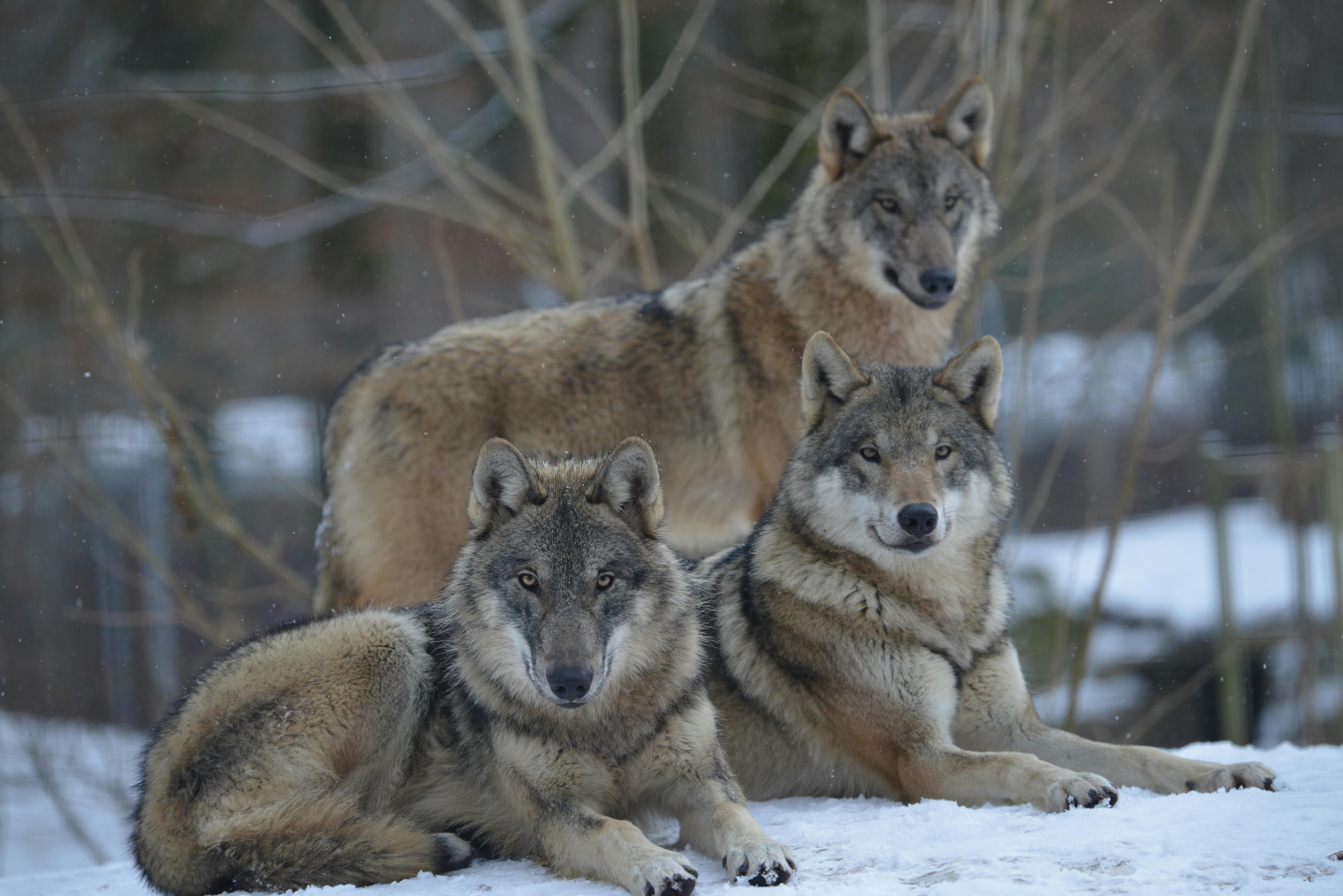 Bons pour des cartes annuelles
