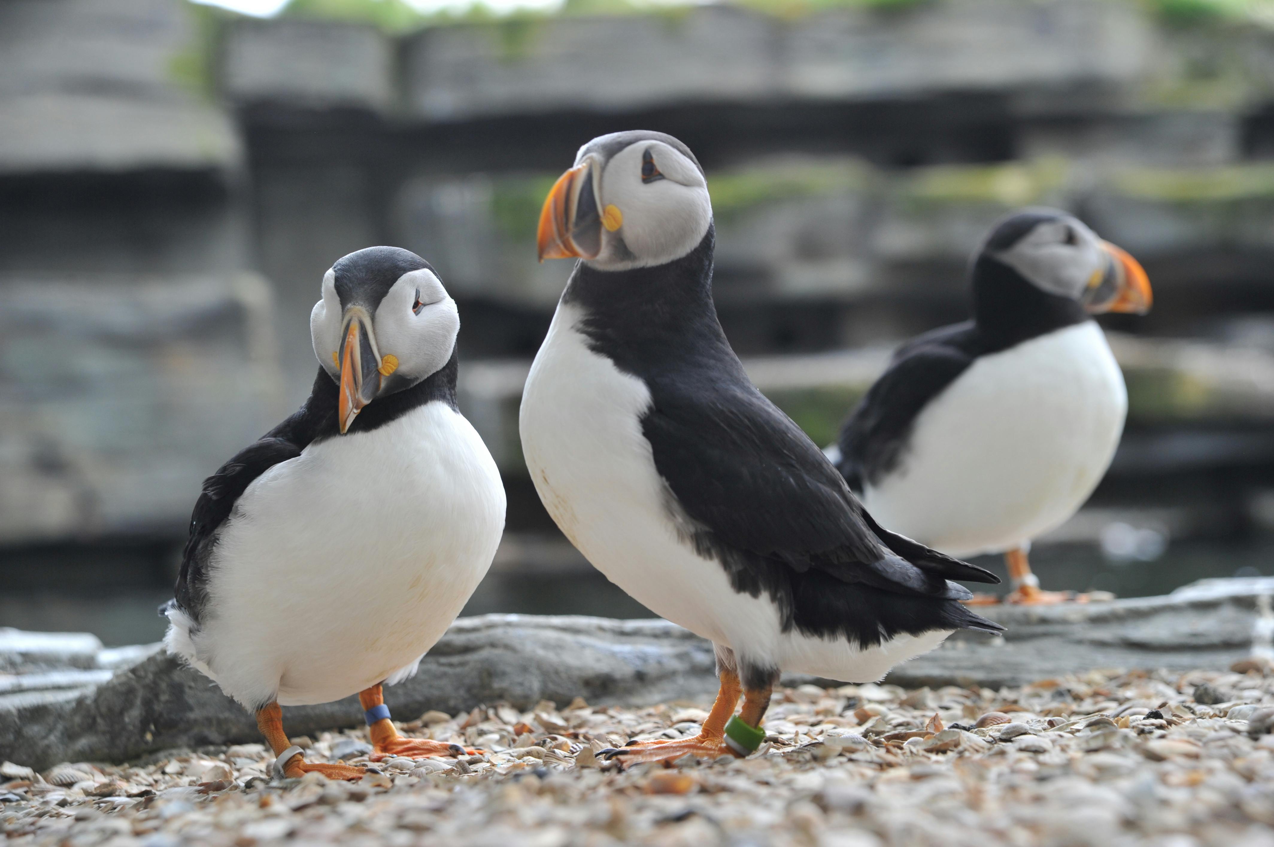 Bons pour des cartes journalières