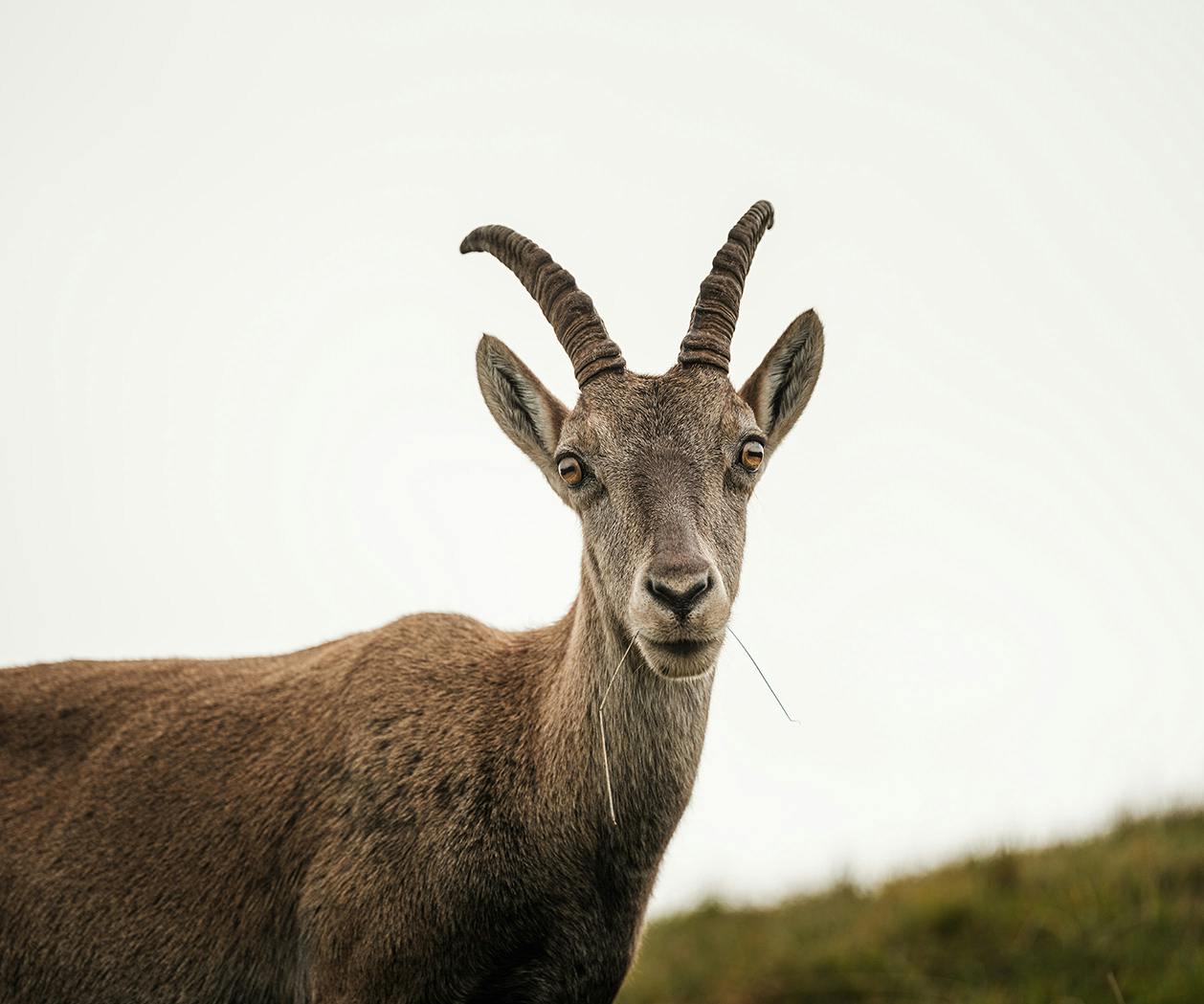 Geführte Wildbeobachtung, jeweils donnerstags ab Beatenberg