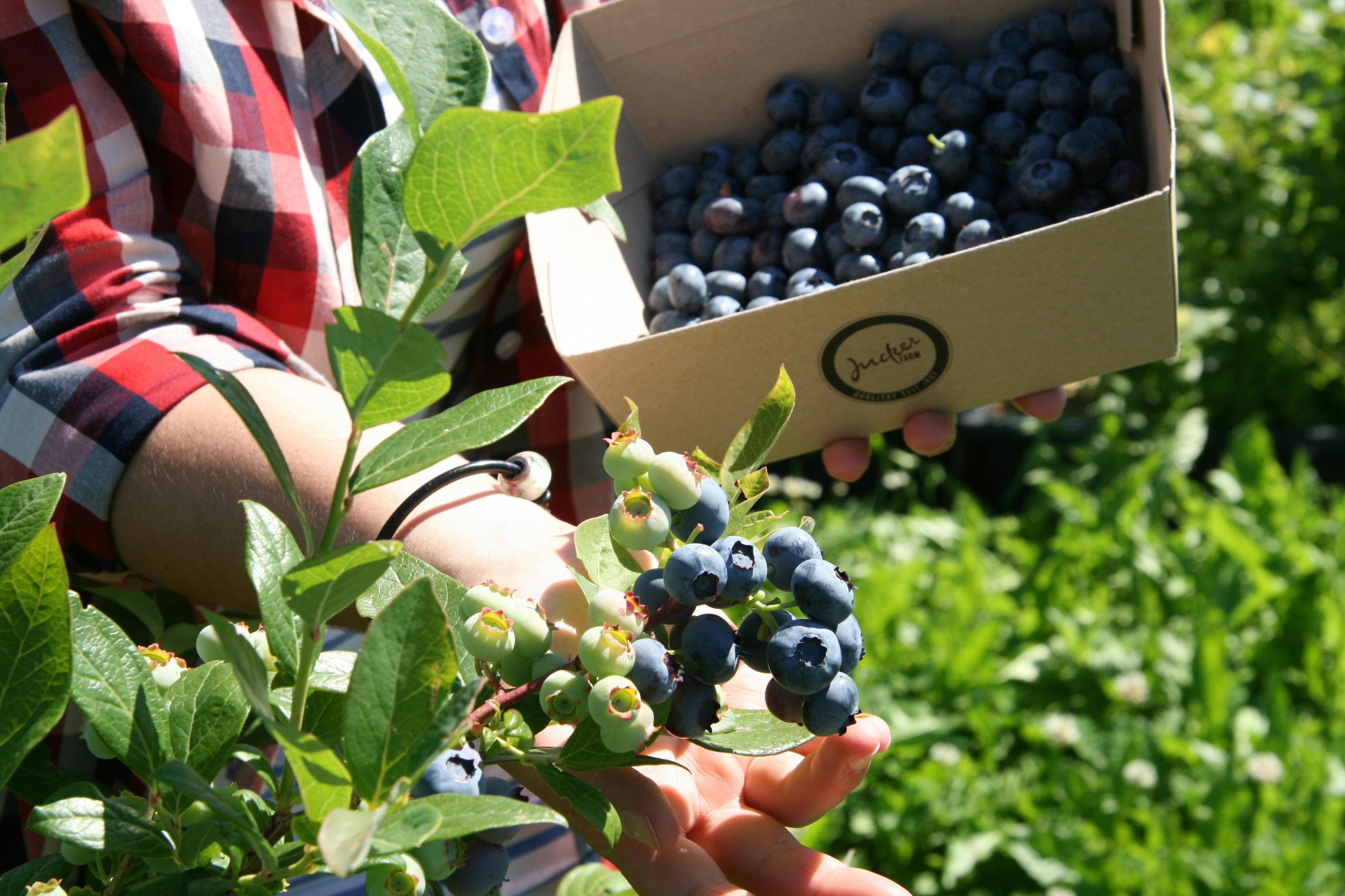 Gutschein Heidelbeeren Selberpflücken