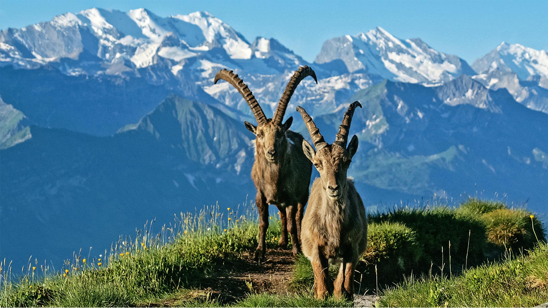 Geführte Wildbeobachtung Niederhorn