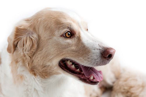 Haustier-Fotoshooting in Küssnacht am Rigi