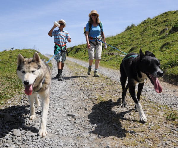 Huskytrekking Tagestour