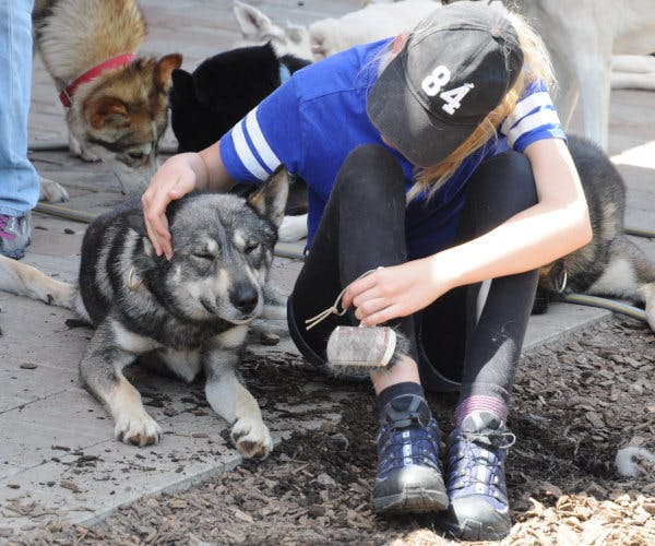 Zwingerbesuch - Mitten im Rudel