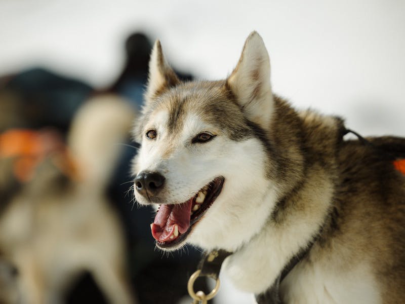 Schlittenhundetouren auf der Engstligenalp