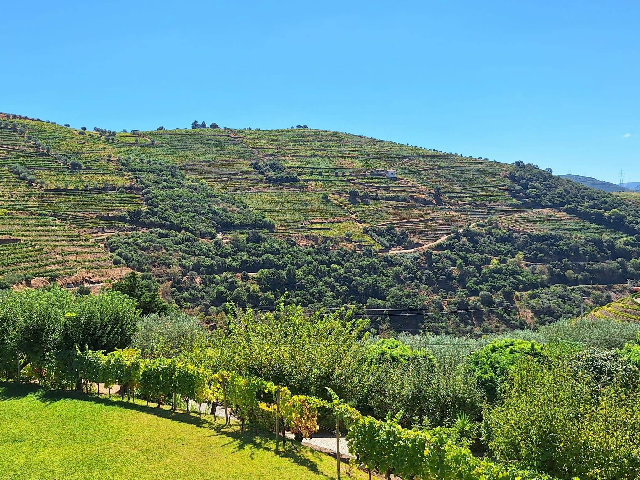 Wine & Dine – Portugiesische Tavolata