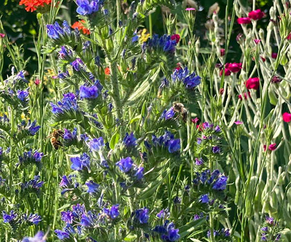 Saisonaler Gartenrundgang: Frühherbst – erröten