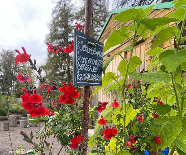 Saisonaler Gartenrundgang: Spätsommer – fruchten