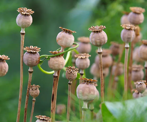 Saisonaler Gartenrundgang: Vollherbst – verfärben