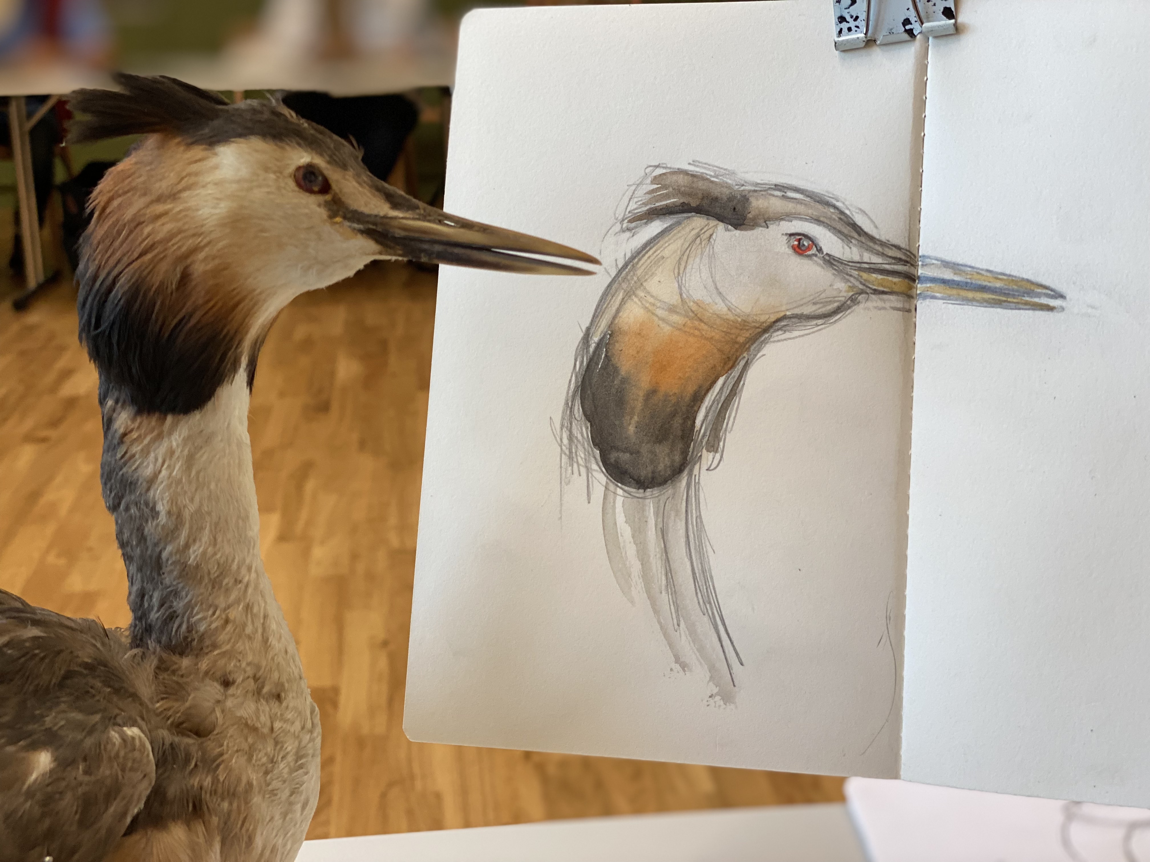 Tierportraits nach der Natur skizzieren und aquarellieren