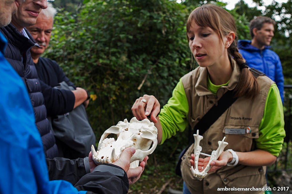 Guided Tour in English: Discover the Wild