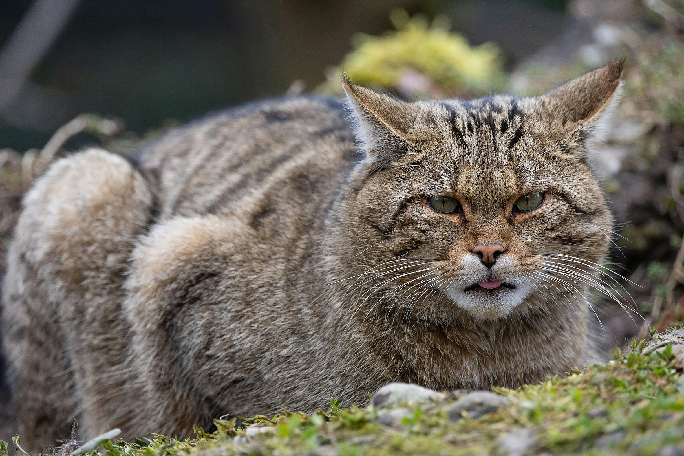 Feierabend-Tour – Heimliche Jäger der Nacht