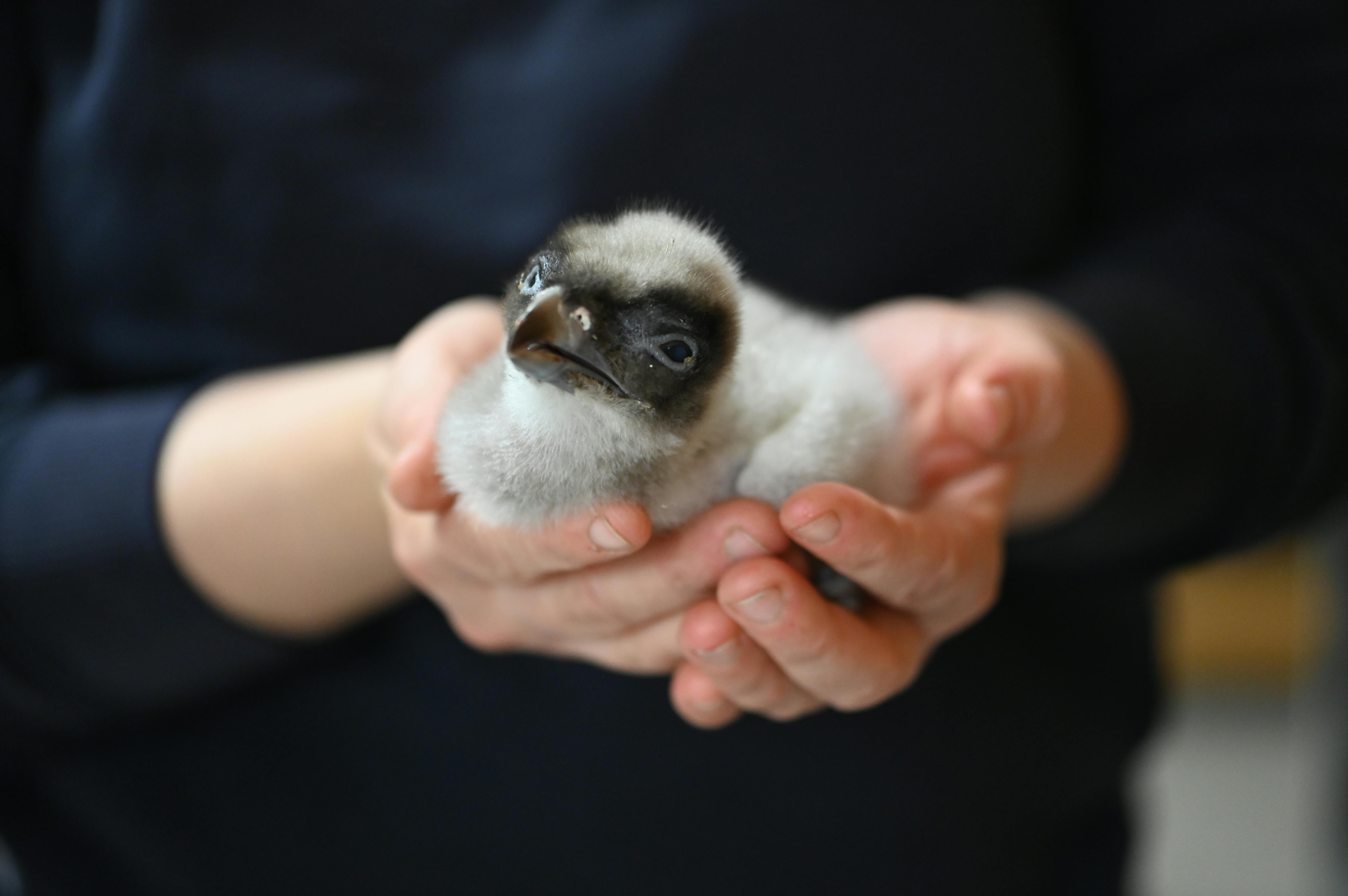 Abendführung: Artenschutz hautnah erleben