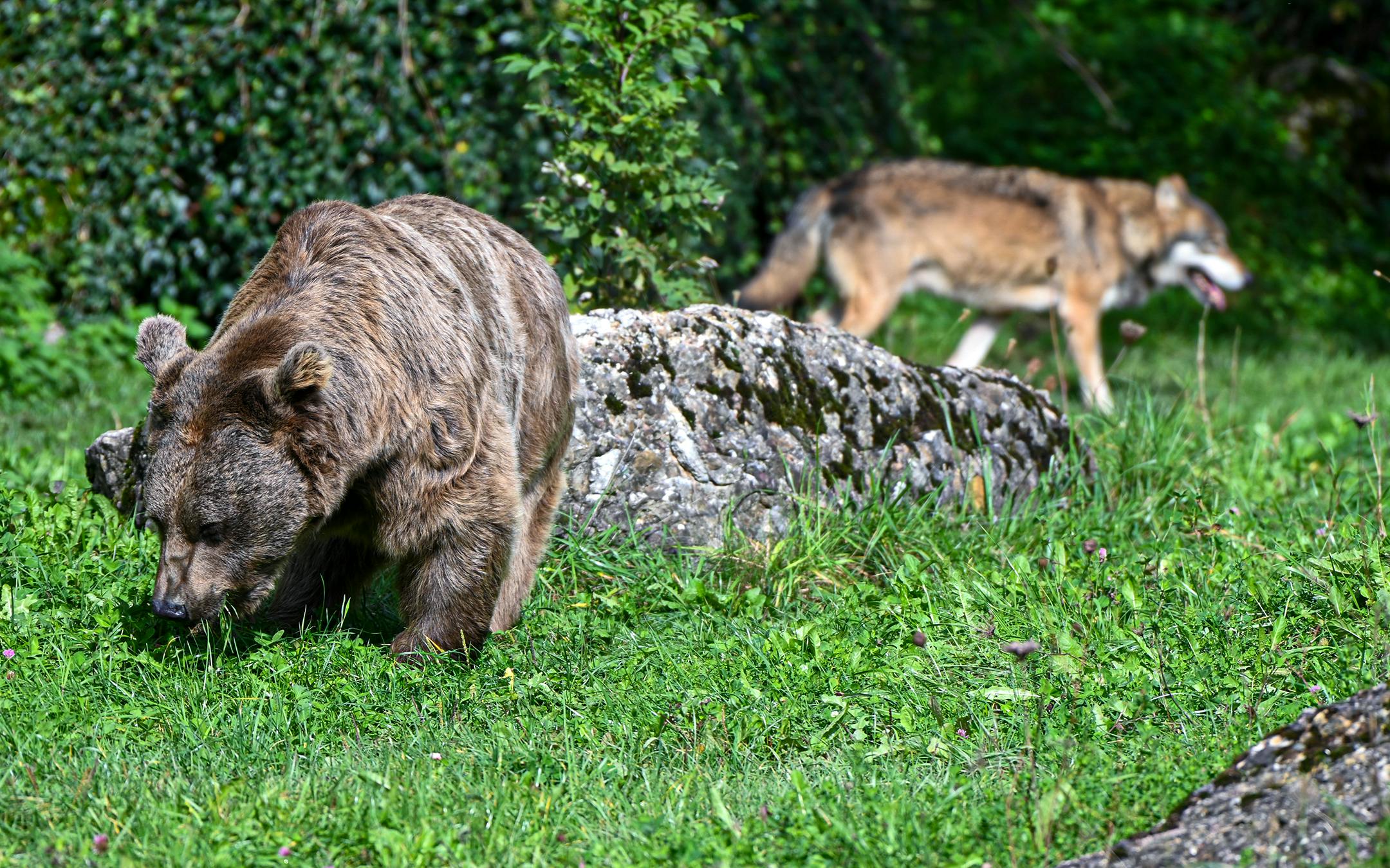 Ferienprogramm: Unterwegs mit Bär, Wolf und Luchs