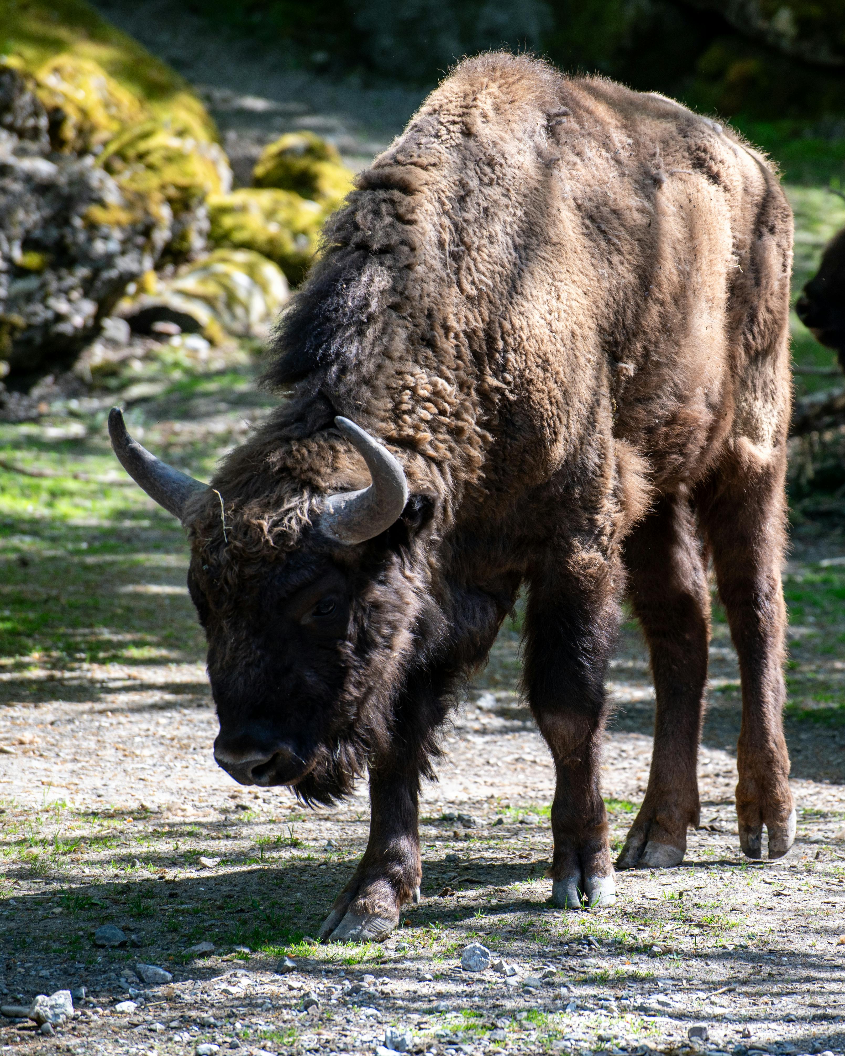 Expertenführung: Tierhaltung