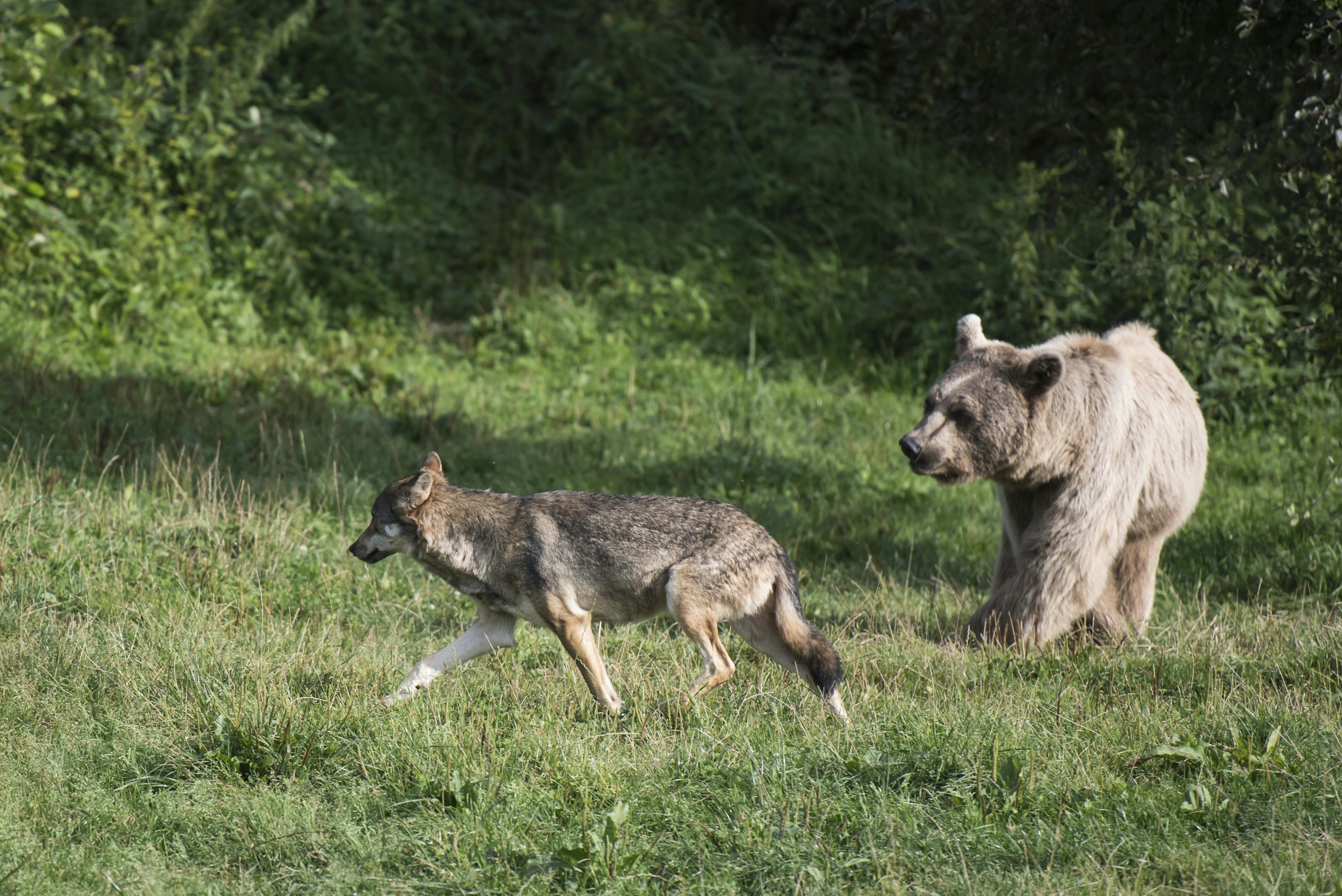 Feierabend-Tour: Bär und Wolf ganz nah