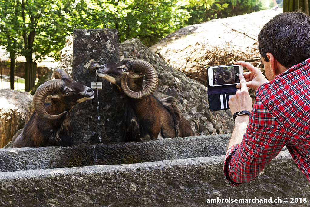 Tierische Schnappschüsse mit dem Smartphone - Fotokurs für Erwachsene