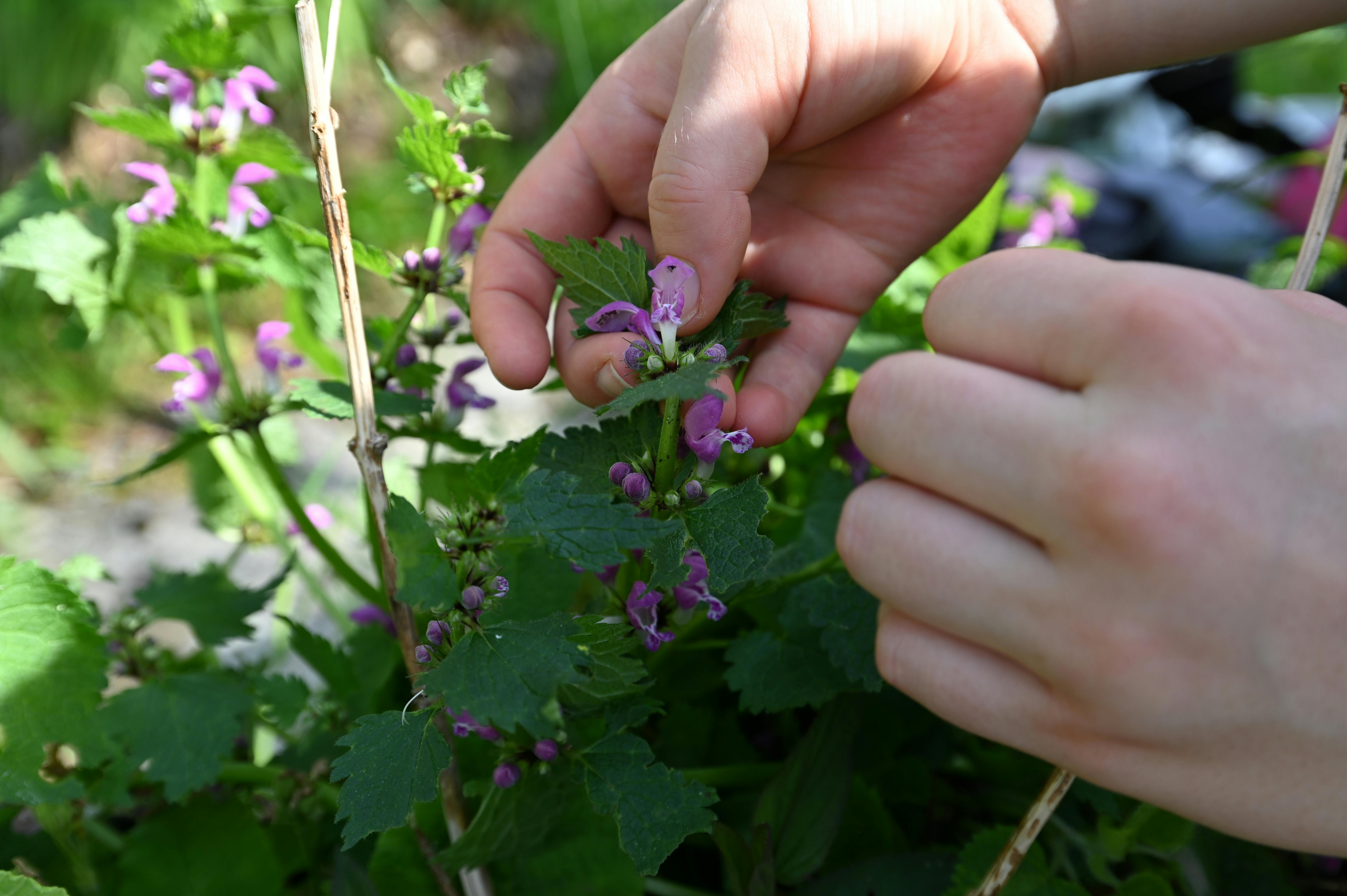 Den Garten tierfreundlich gestalten