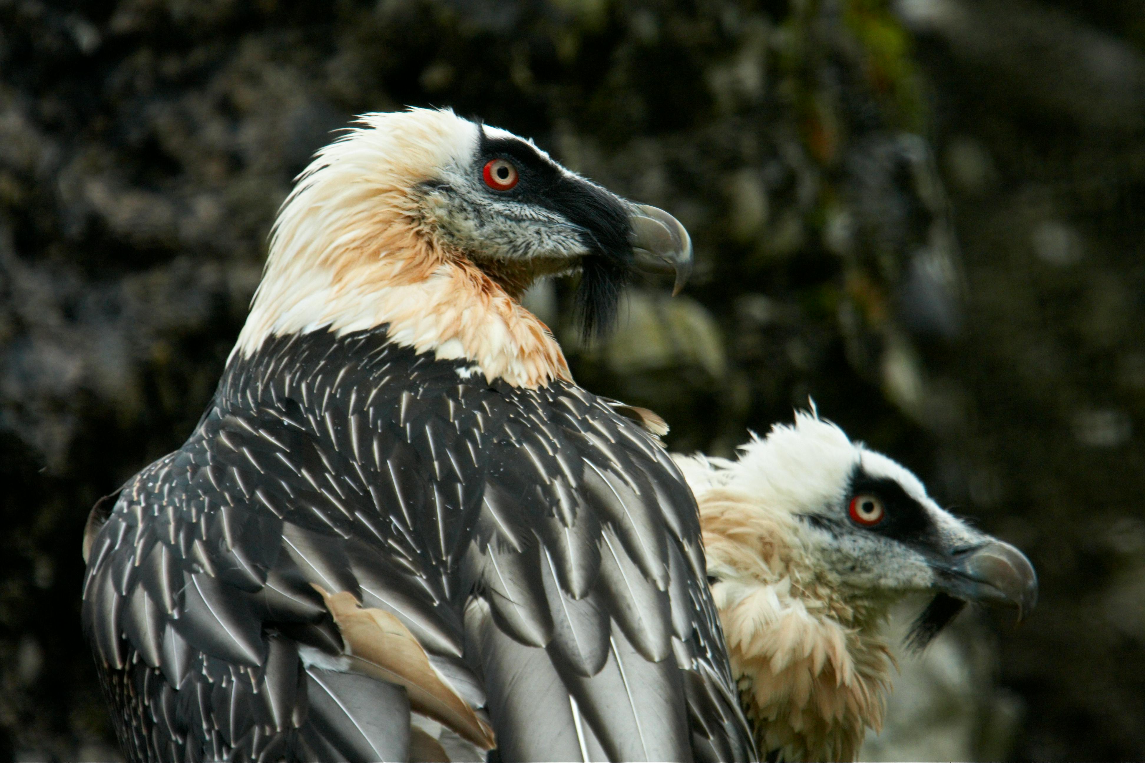 Abendführung: Tag des Geiers