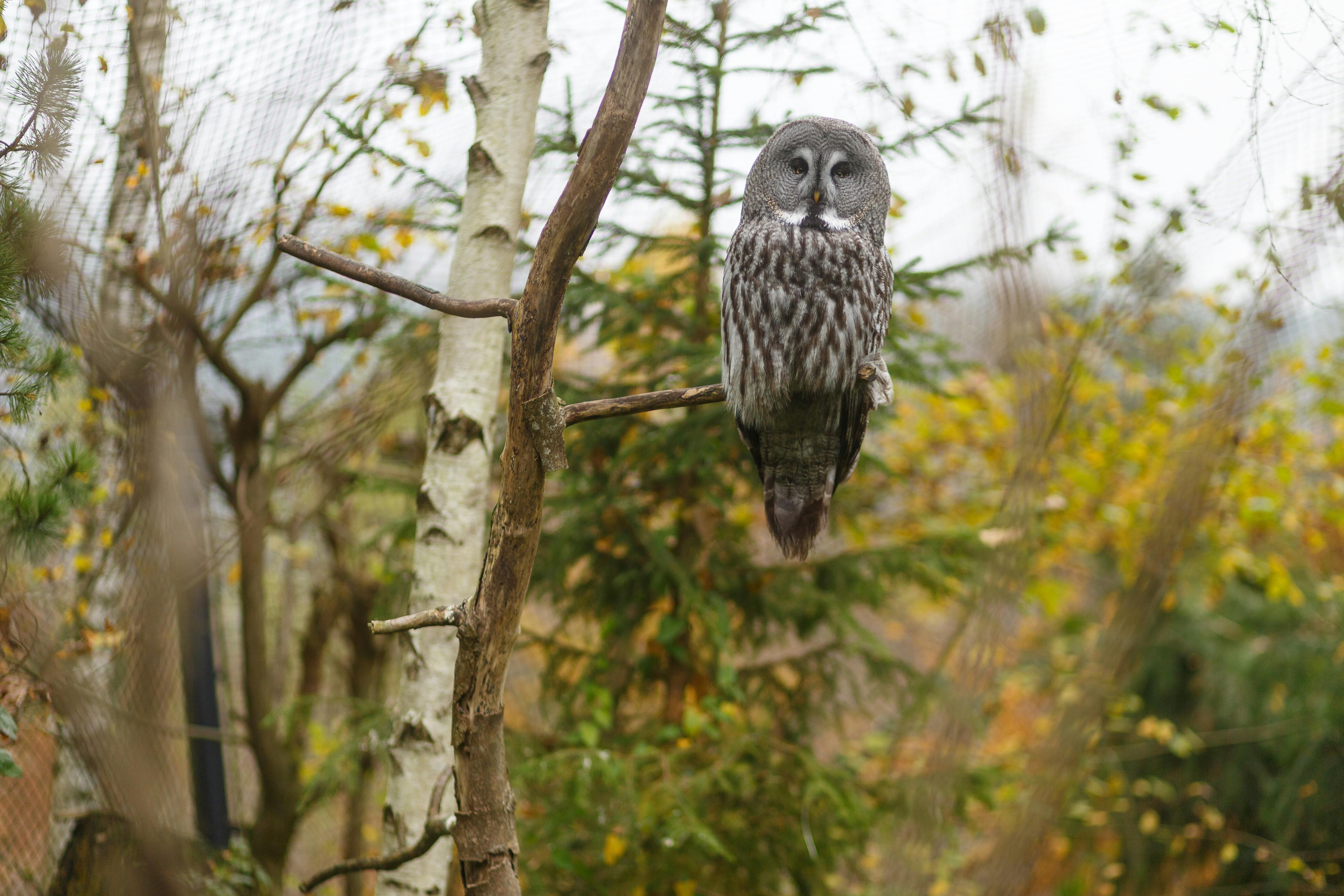 Ferienprogramm: Bartgeier, Eulen und andere Vögel