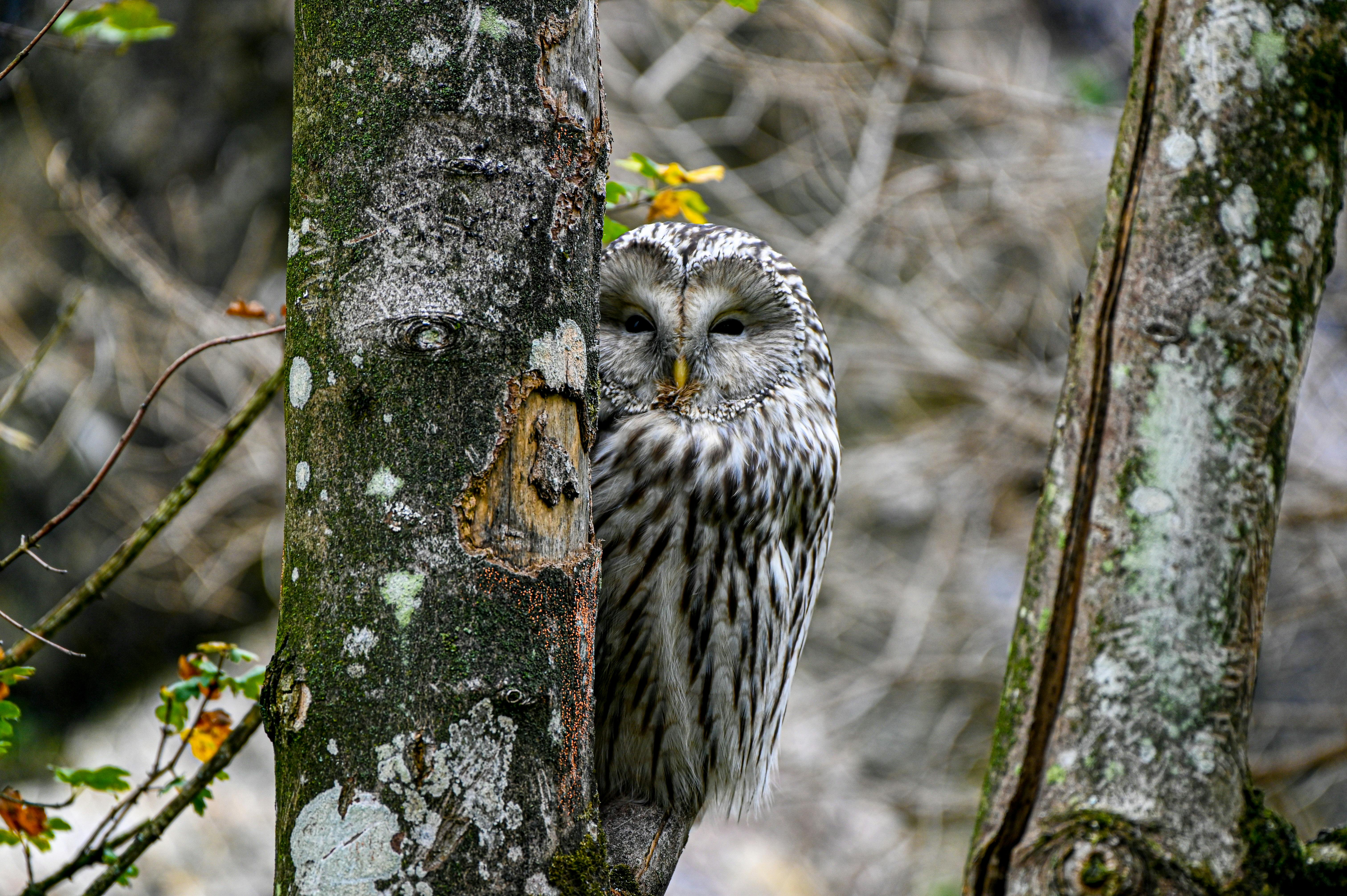 Feierabend-Tour: Geheimnisvolle Flugkünstler: Bartgeier & Eulen
