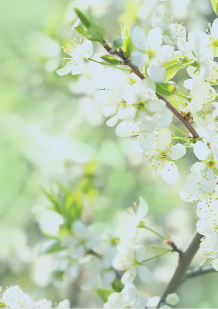 Mitternachtssauna - Frühlingszauber