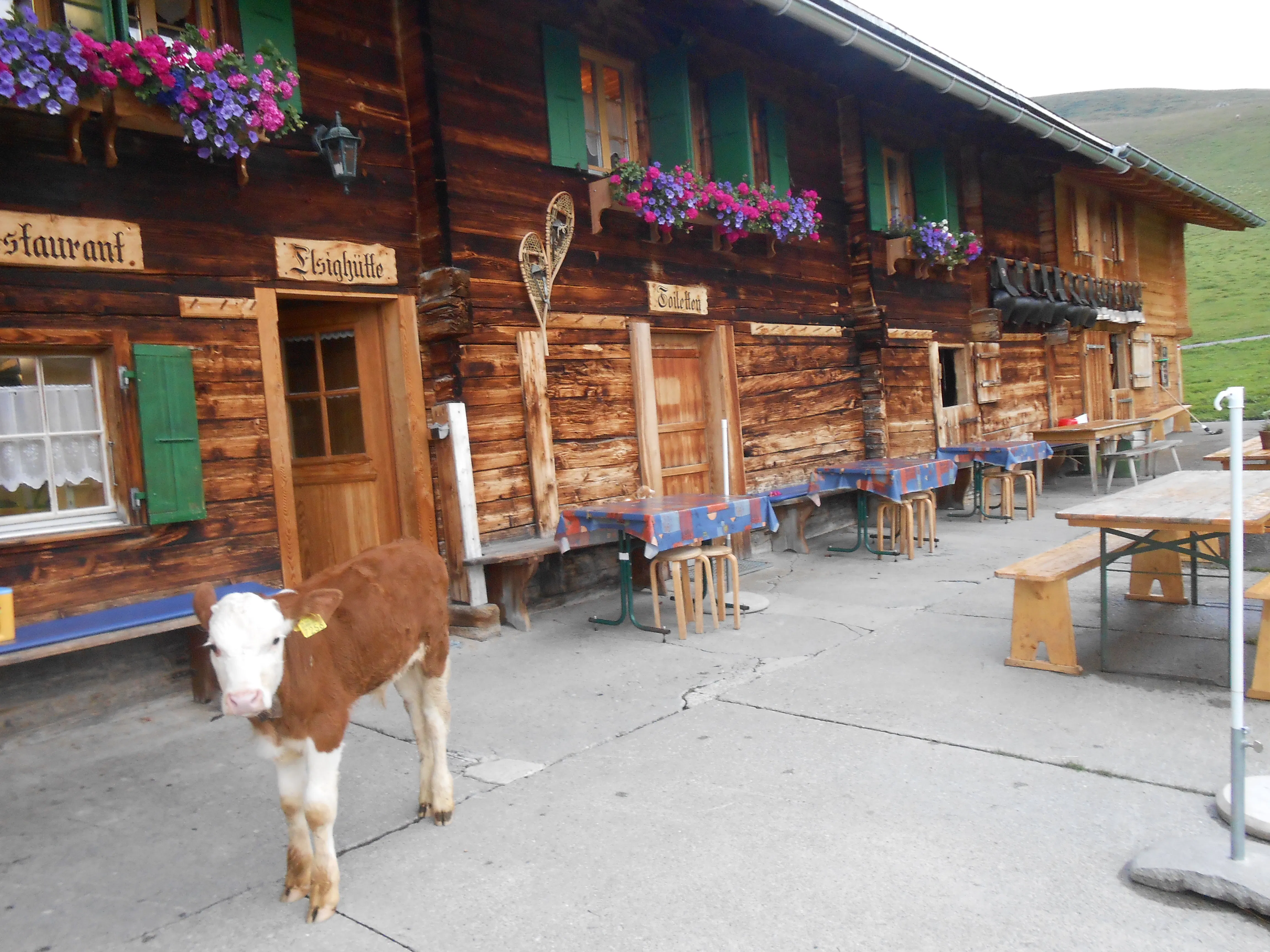 Zvieriplättli in der Elsighütte