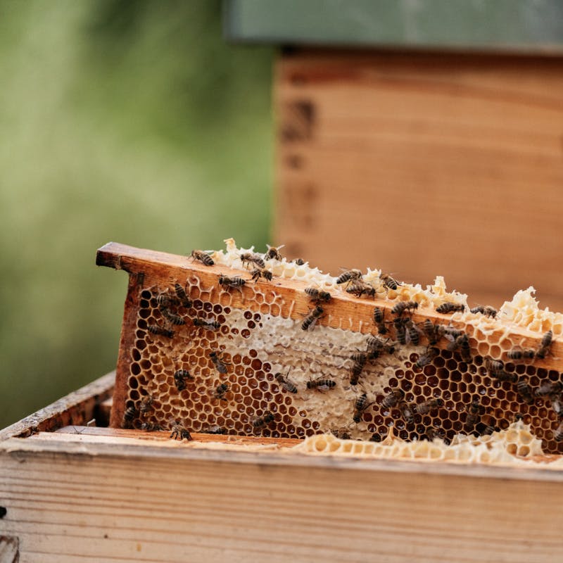 Bee School von Guerlain