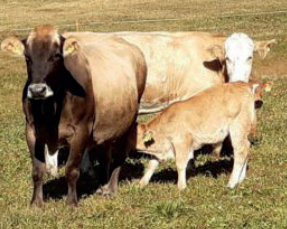 Visit the suckling calfs and their mothers.