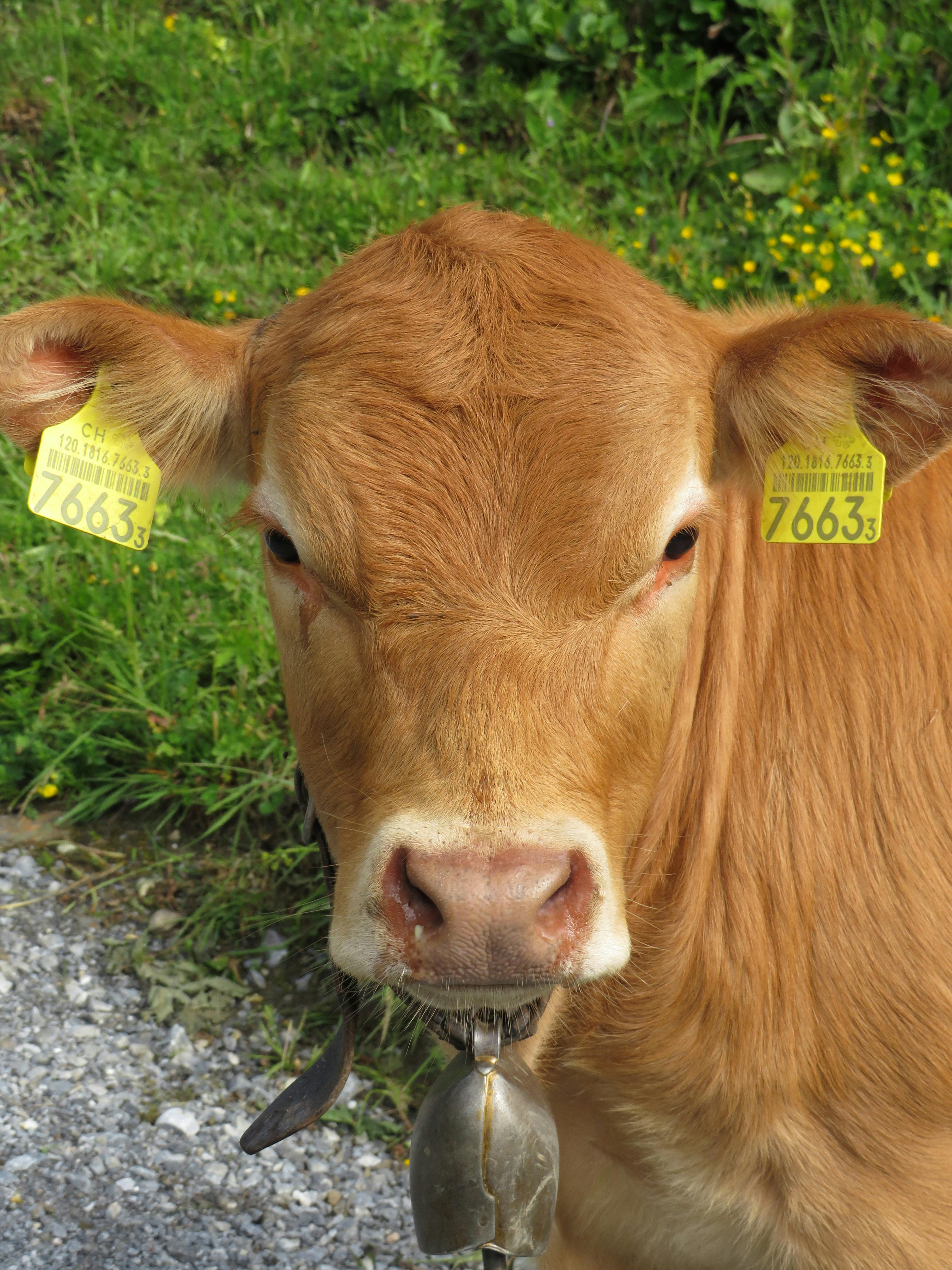 Visit the suckling calfs and their mothers.