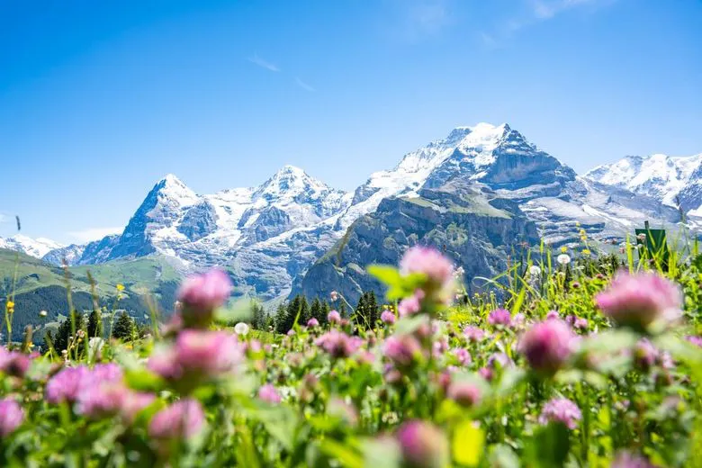Kräuterwanderung und Wildbeobachtung