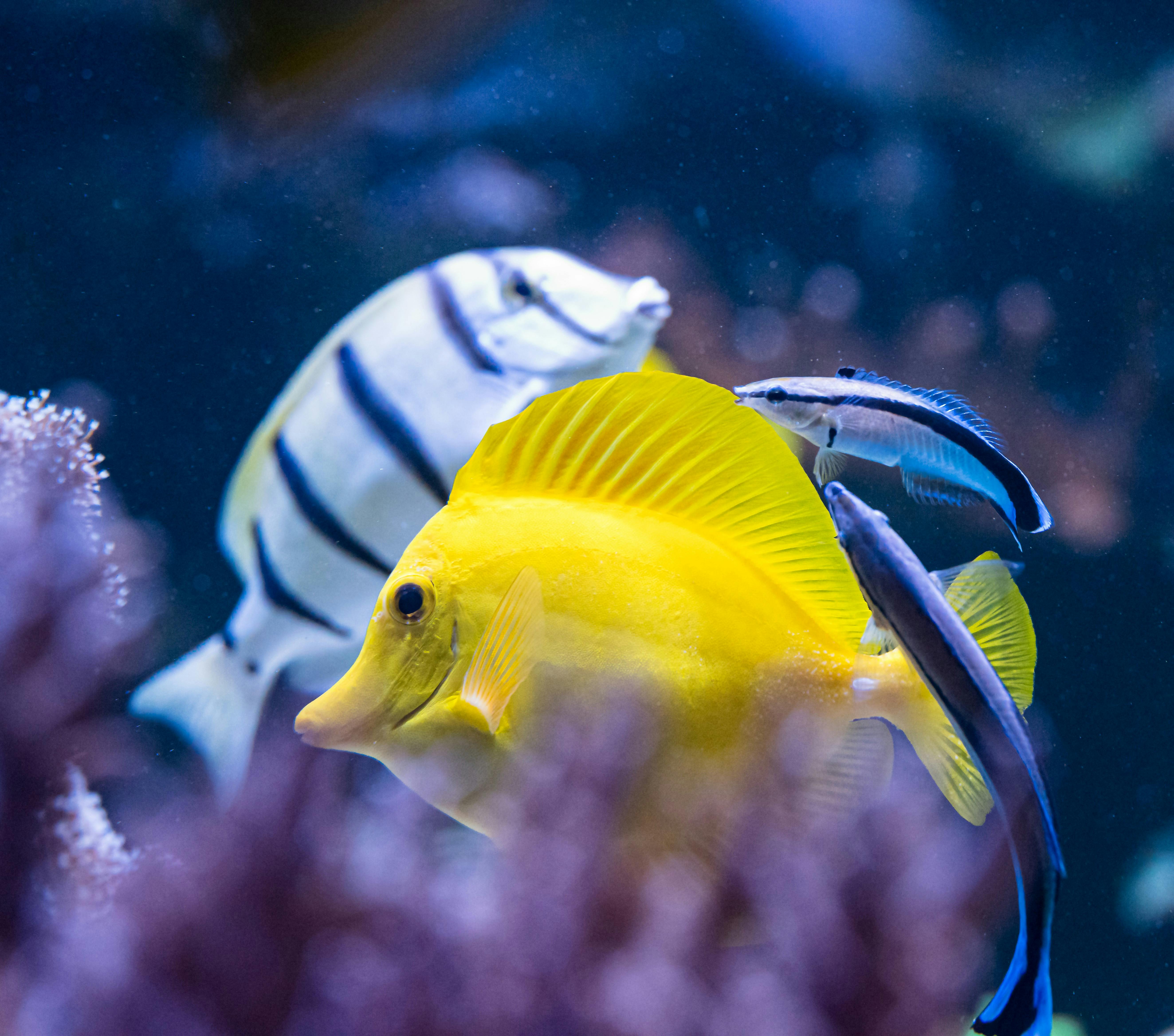 Tatort Tier: Fische (Süss- und Salzwasser)