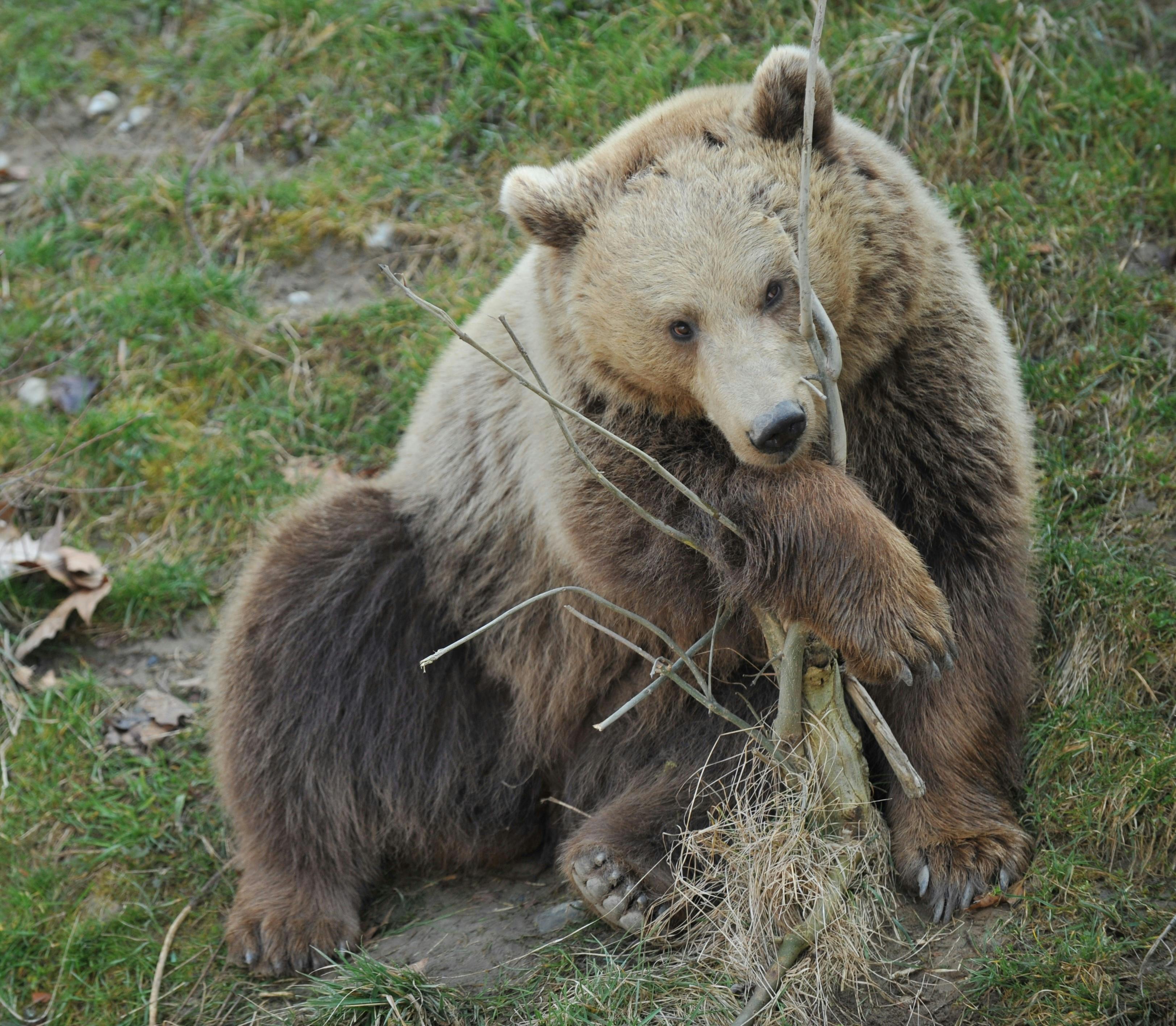 Tatort Tier: Bären im BärenPark