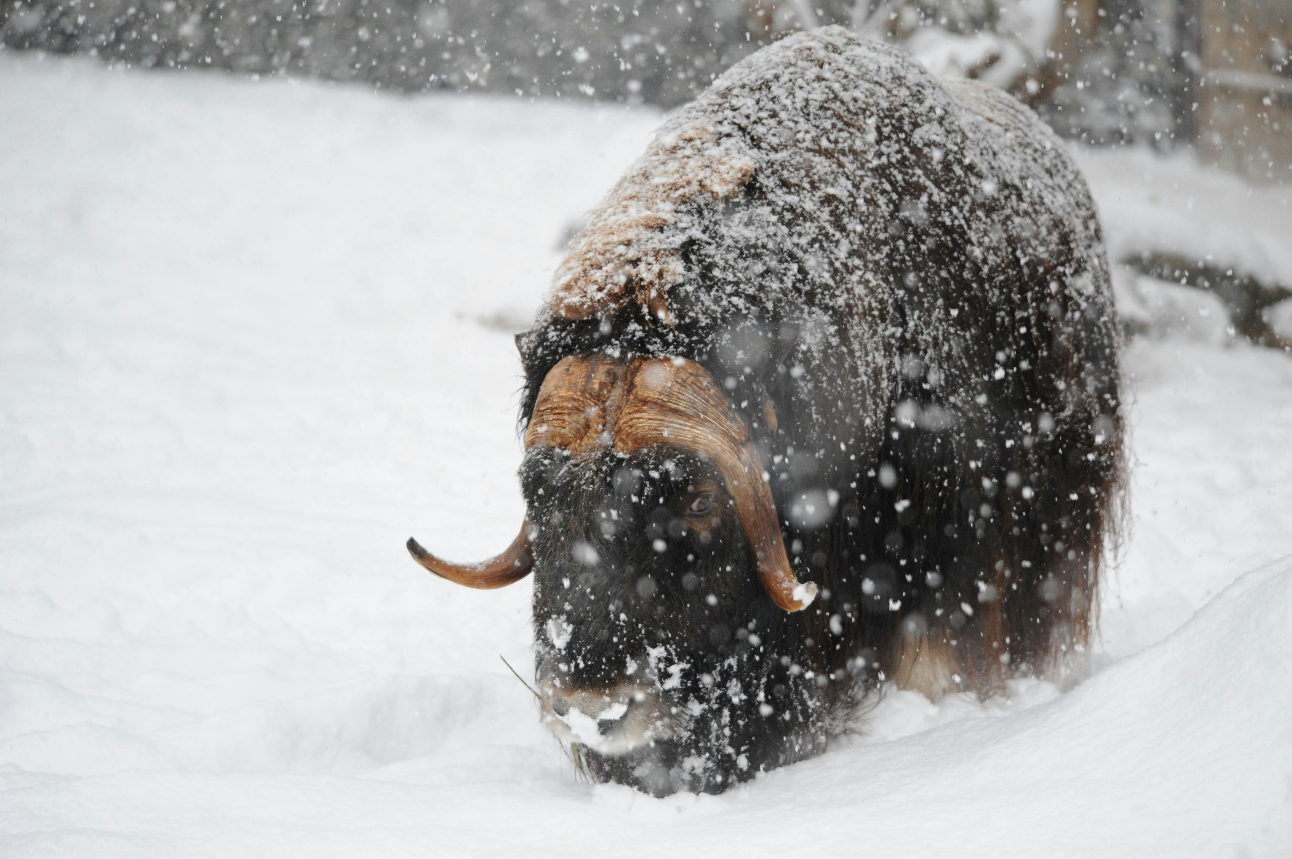 Die tierische Advents- und Weihnachtszeit