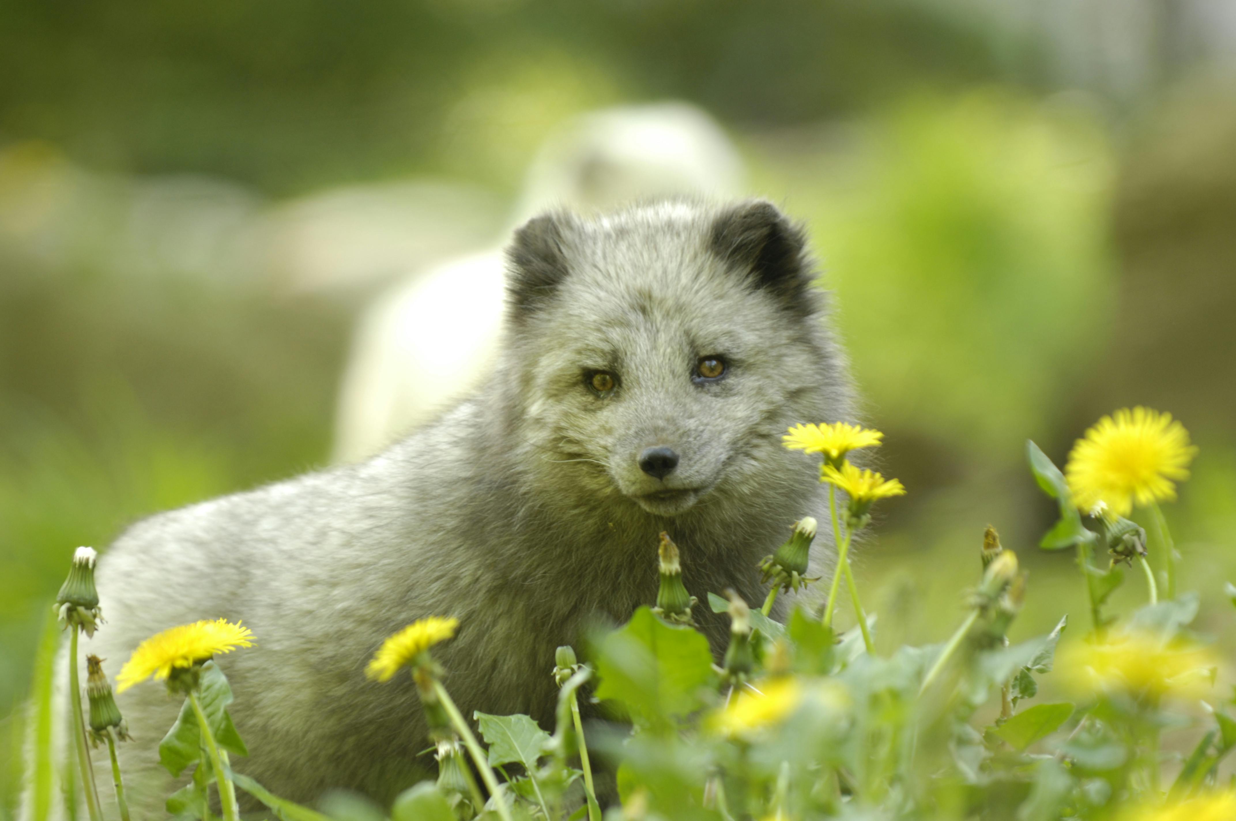 Tatort Tier: Eisfuchs