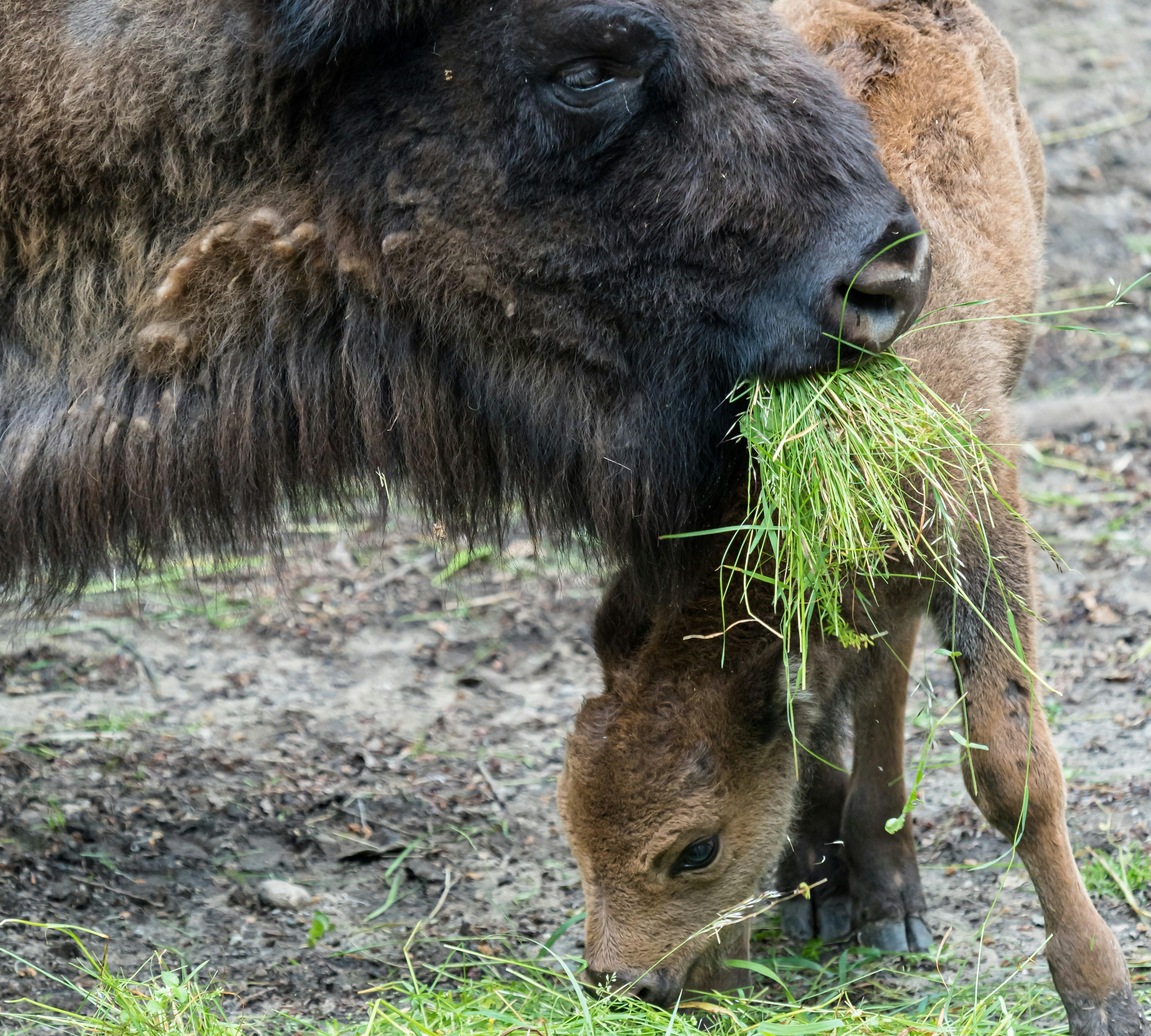 Tatort Tier: Wisent