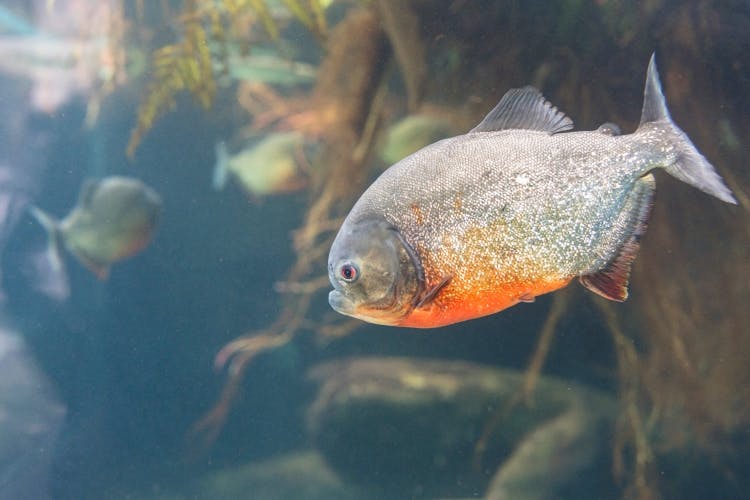 "Gefährliche" Tiere
