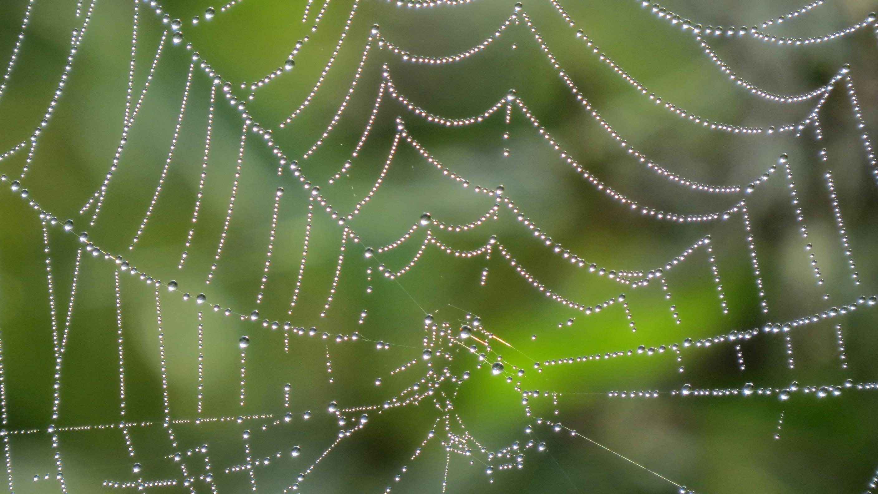 Angstseminar gegen Spinnenphobie