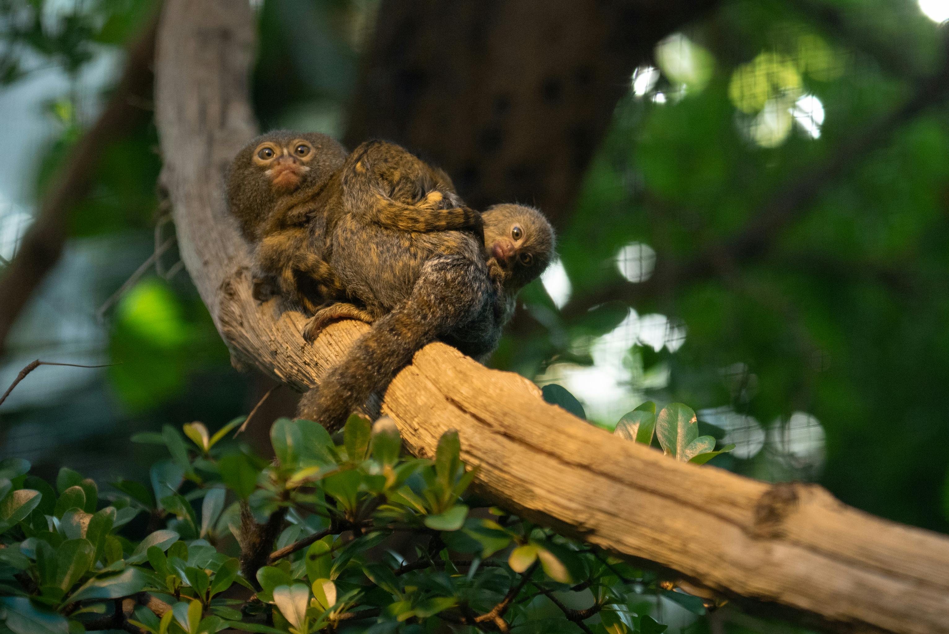 Eine Nacht im Tierpark für Gross und Klein