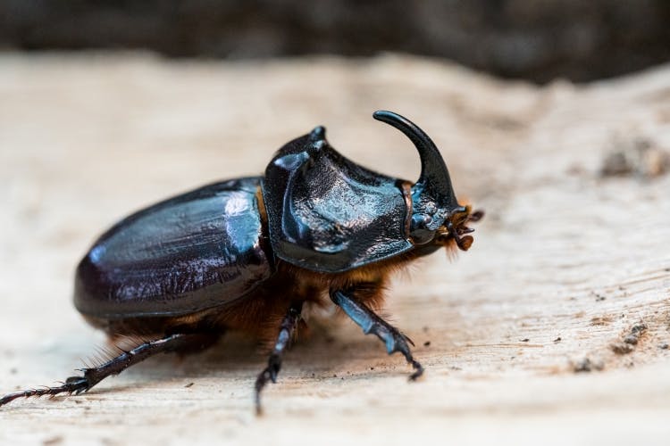 Die fabelhafte Welt der Käfer