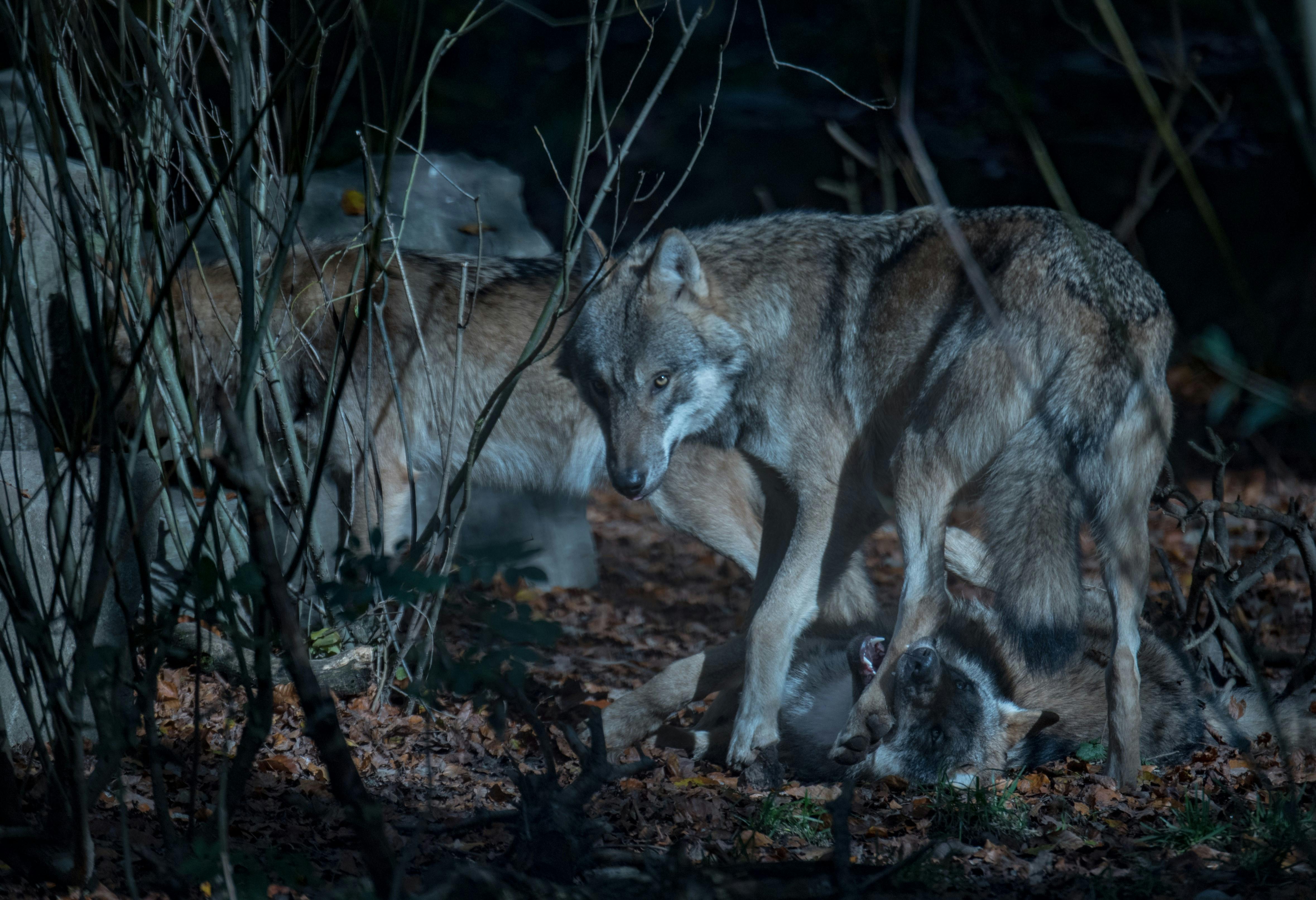 Wolfsmond im Tierpark