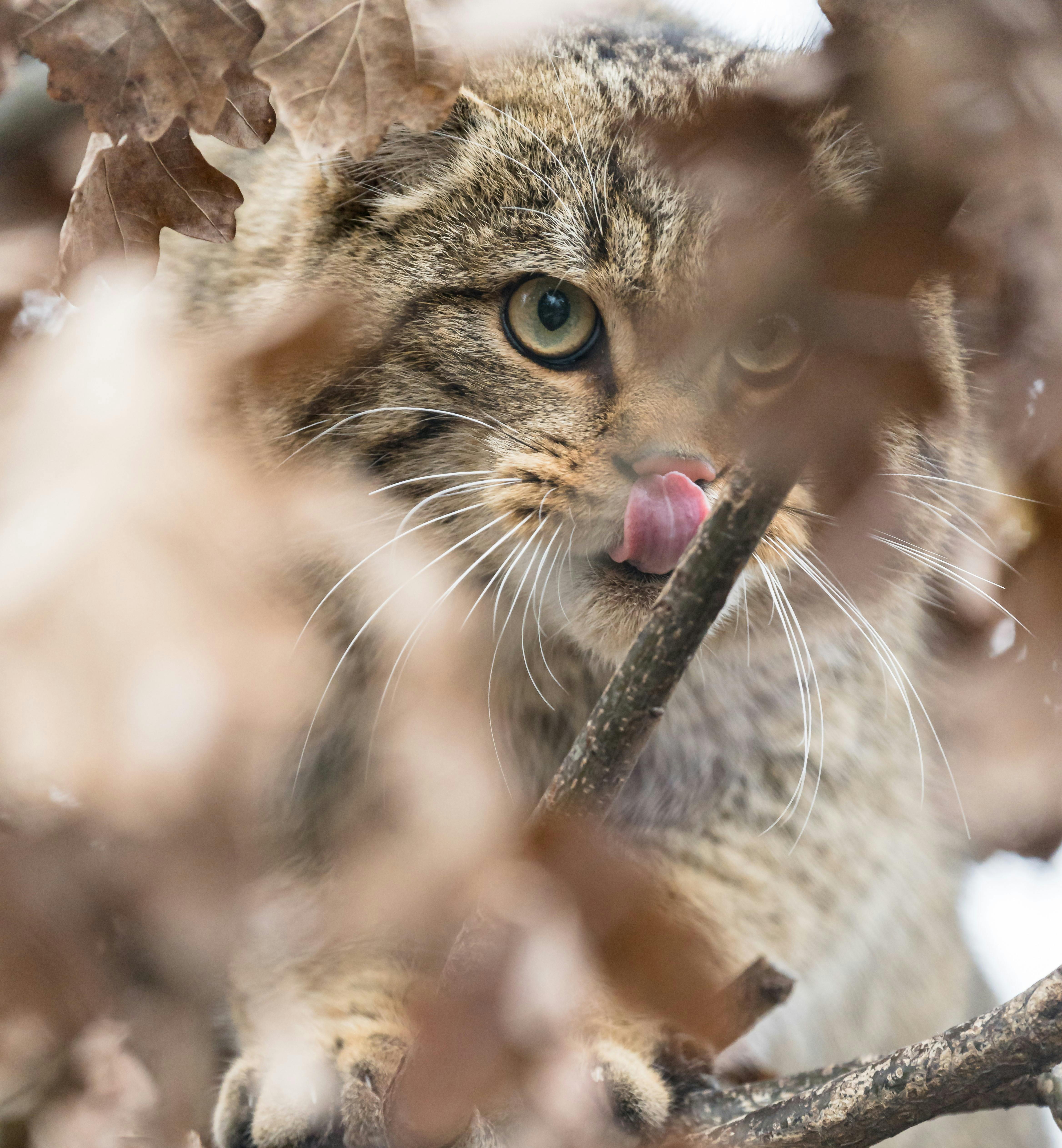 Tatort Tier: Wildkatzen