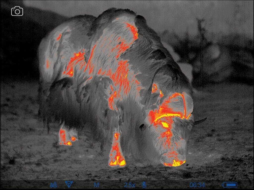 Rentier, Moschusochse und Eisfuchs – Tiere aus der Kälte