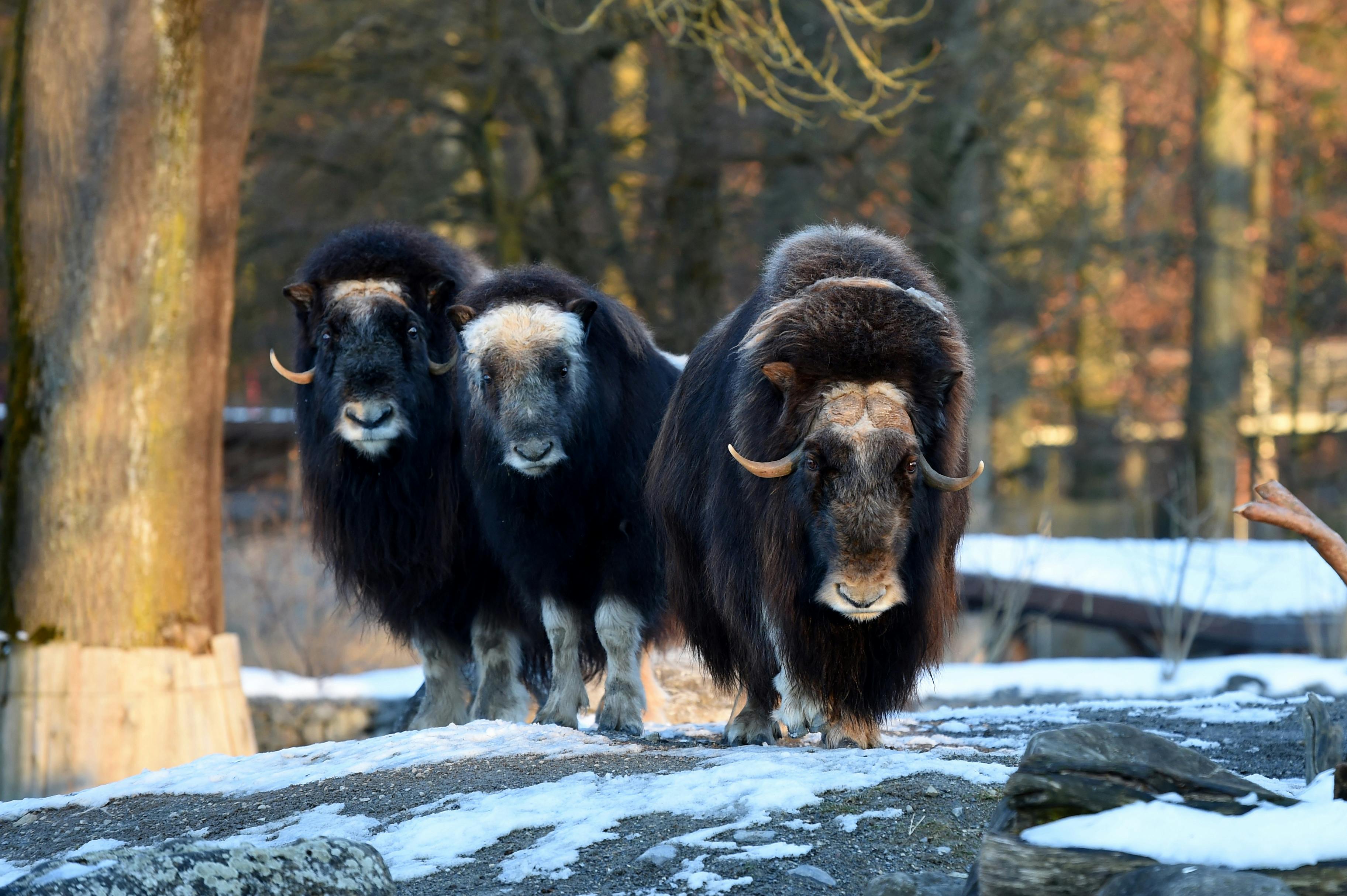 Rentier, Moschusochse und Eisfuchs – Tiere aus der Kälte