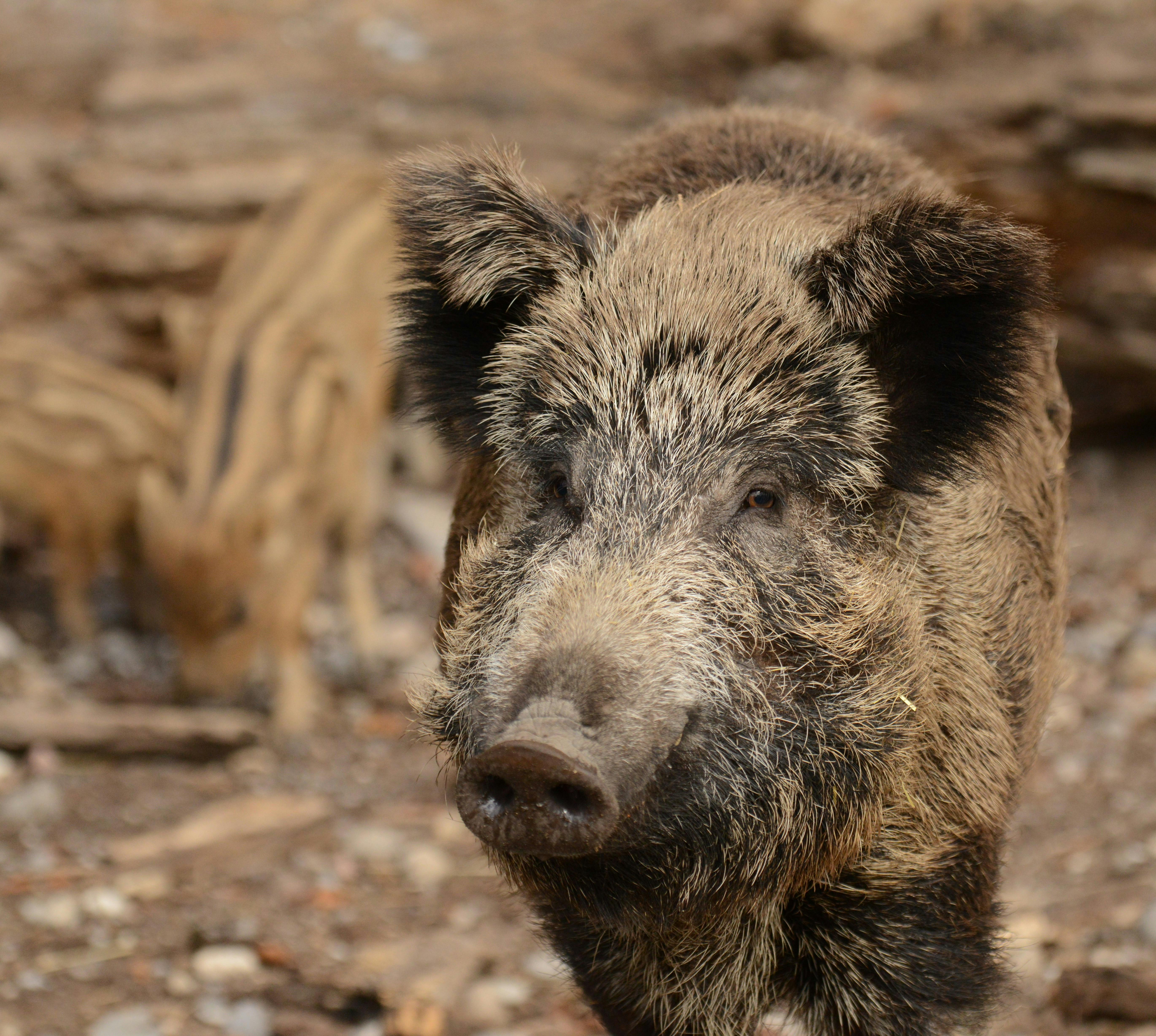 Tatort Tier: Wildschweine