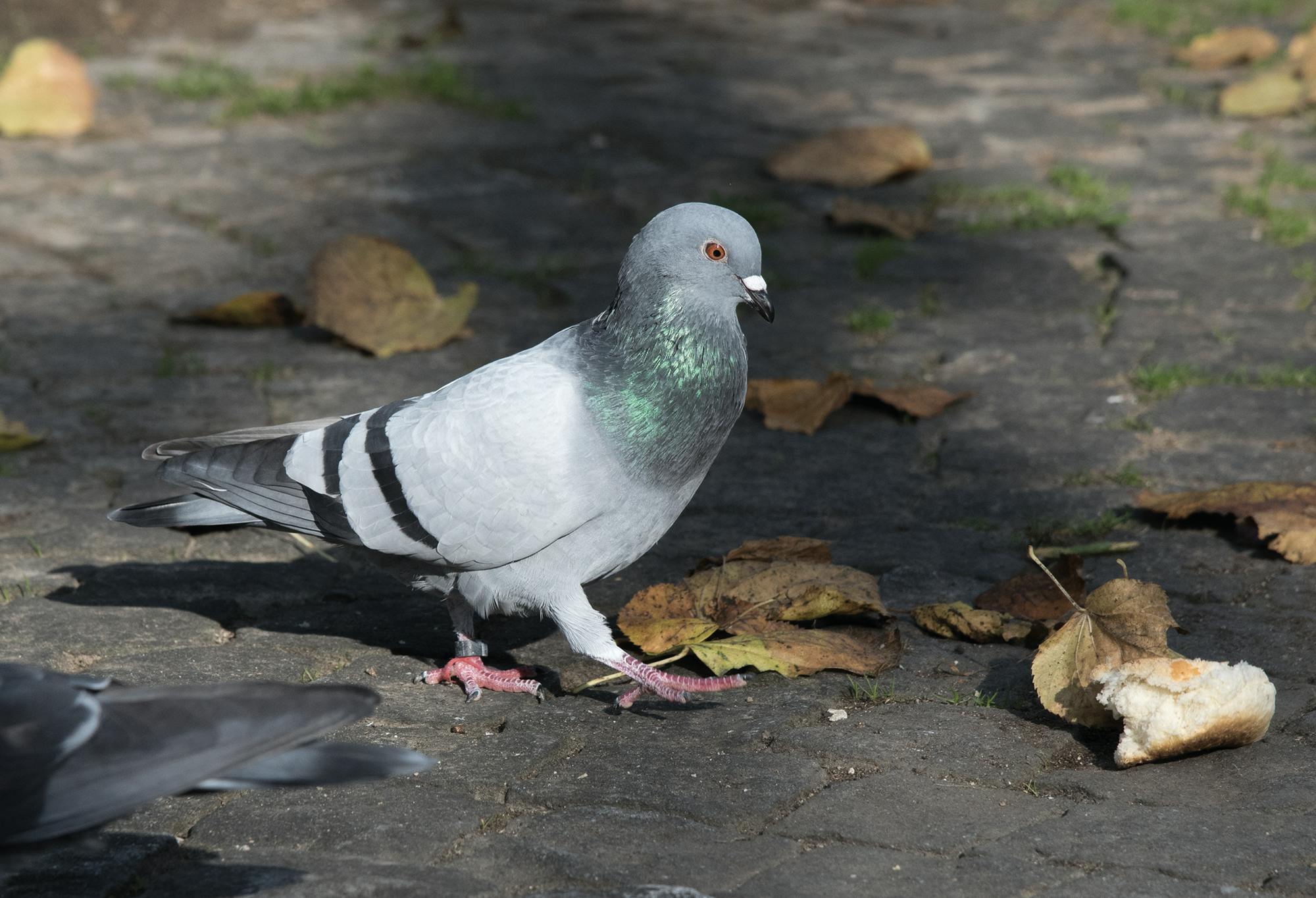 Die Stadt Bern durch die Augen einer Stadttaube