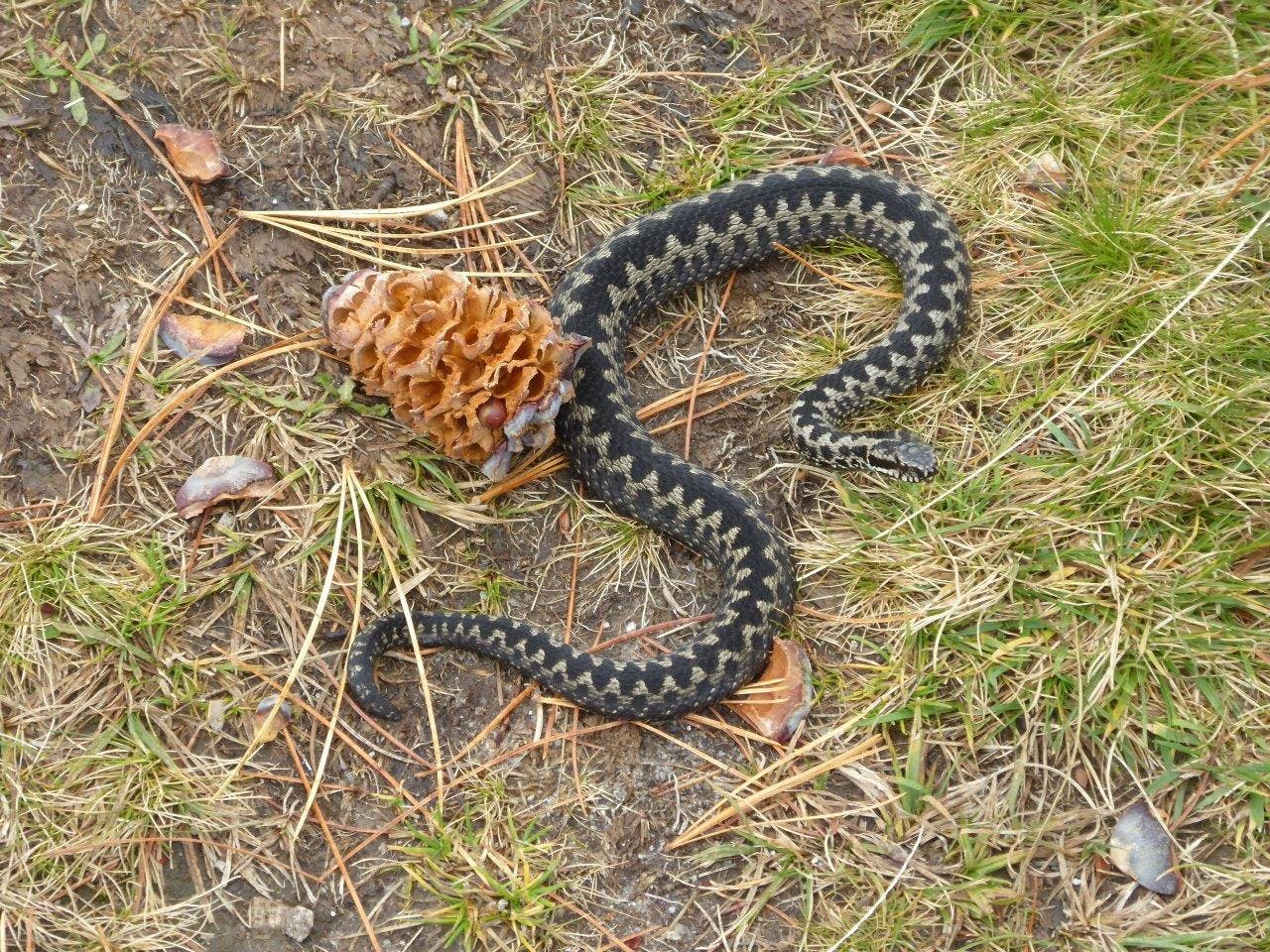 Die Welt einheimischer Amphibien und Reptilien